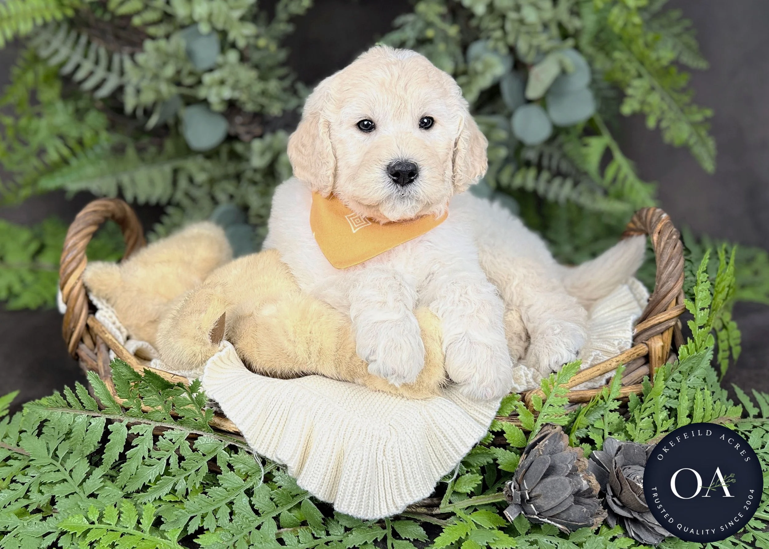 Tommy F2b Medium English Teddy Bear Goldendoodle Puppy For Sale Okefeild Acres Missouri