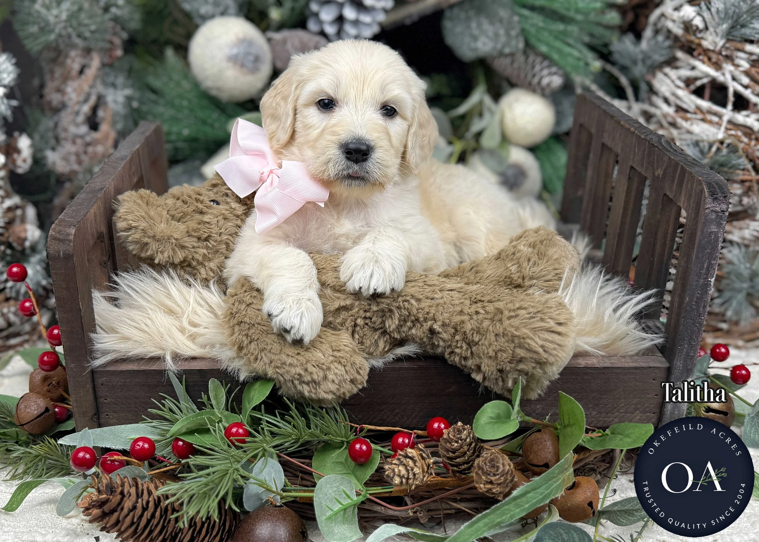 Cream Female F1 Standard English Teddy Bear Goldendoodle Puppy For Sale Okefeild Acres Missouri