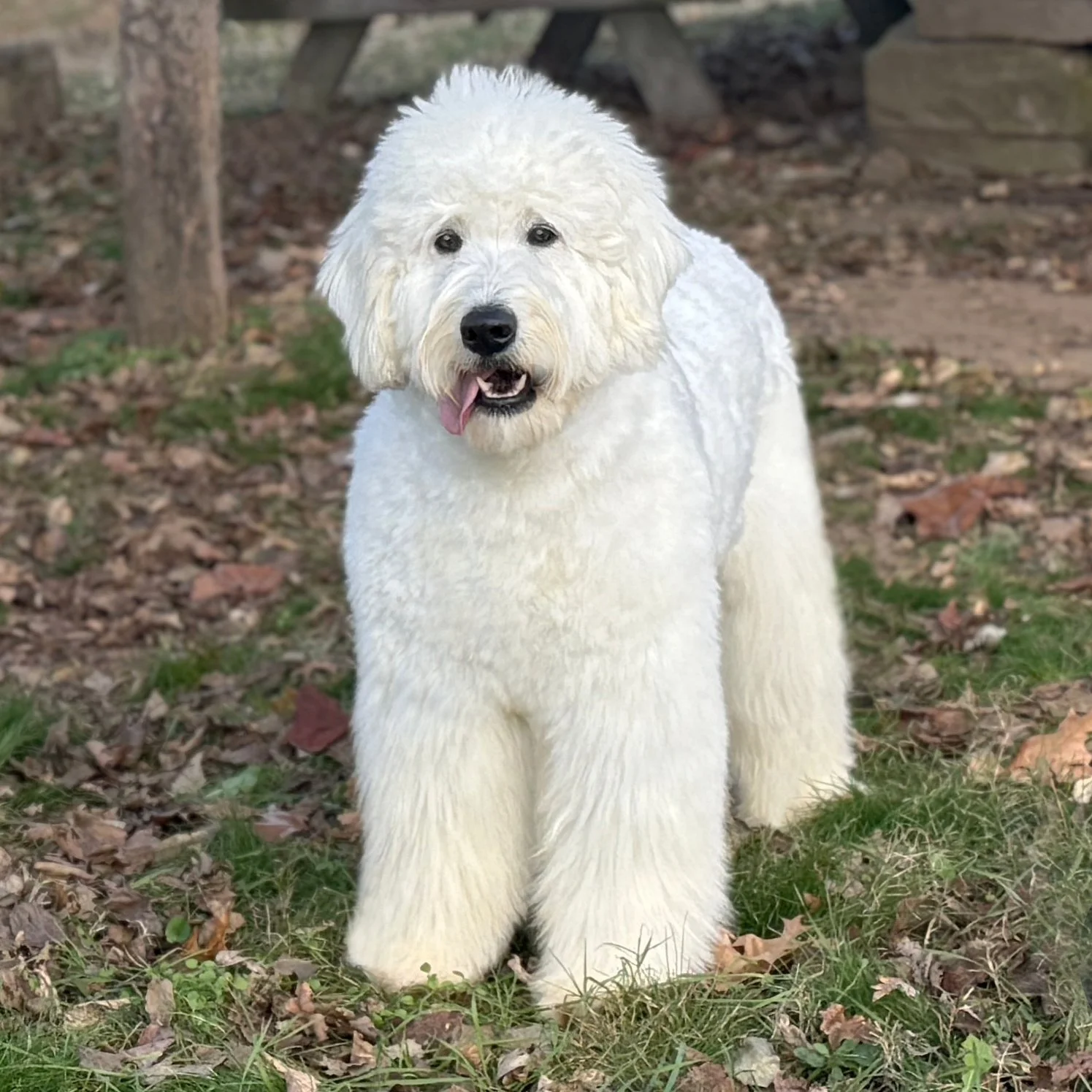 Cream F1 Standard English Teddy Bear Goldendoodle Puppies For Sale Okefeild Acres Missouri