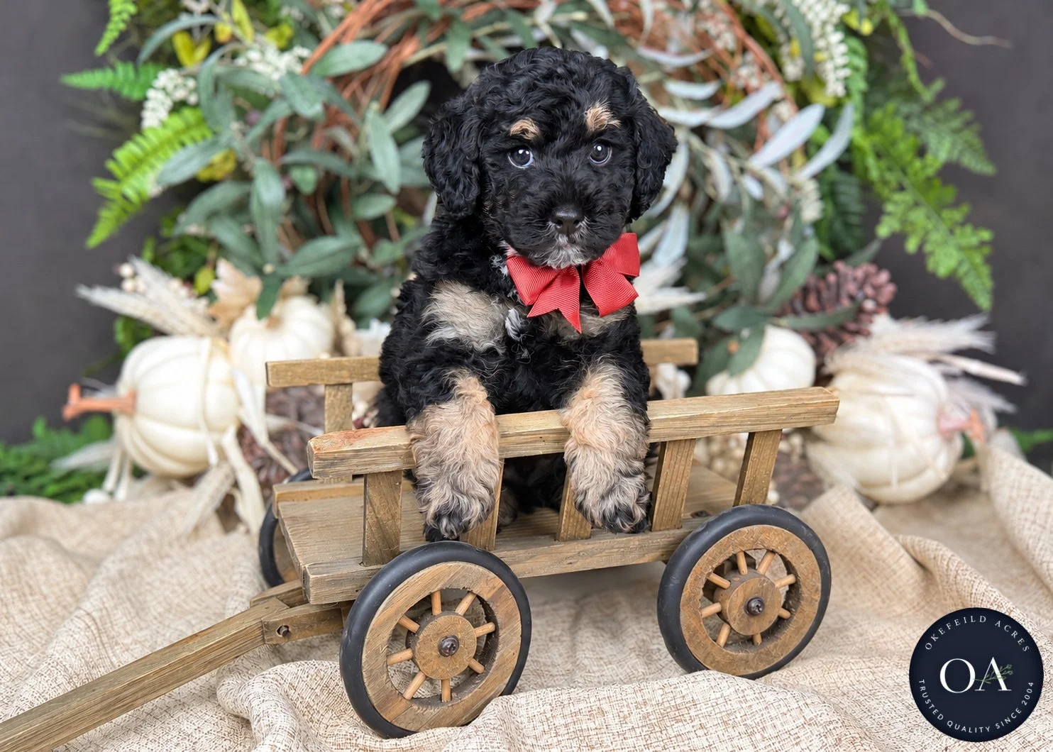 Rocky Black Phantom F2b Small English Teddy Bear Goldendoodle Puppy For Sale Okefeild Acres Missouri