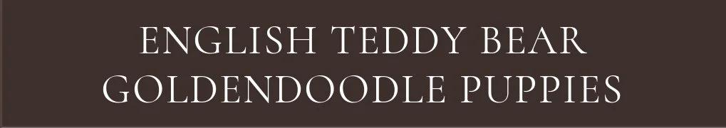 English Teddy Bear Goldendoodle Puppies Okefeild Acres
