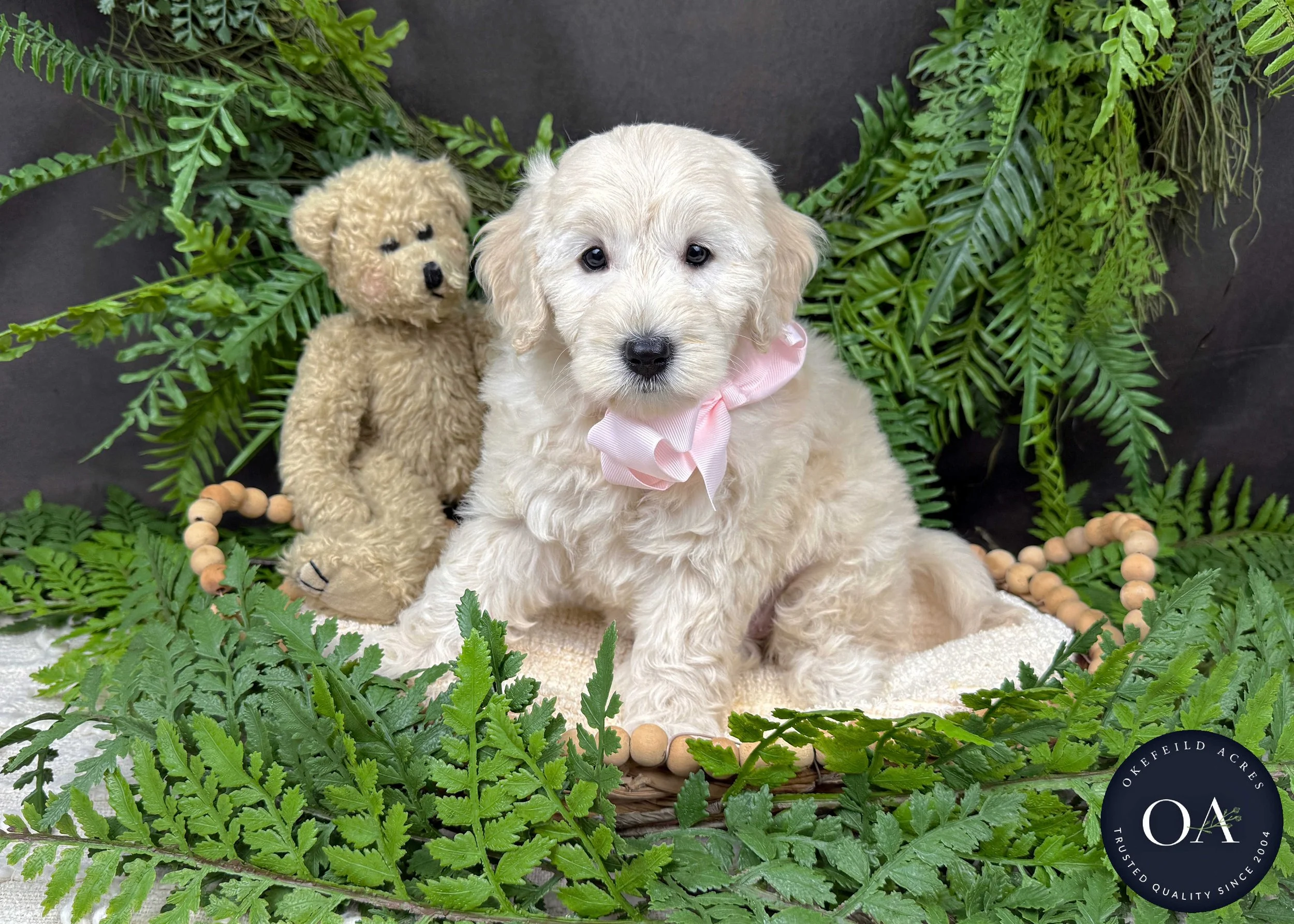 Cream Small English Teddy Bear Goldendoodle Puppies For Sale Okefeild Acres Missouri