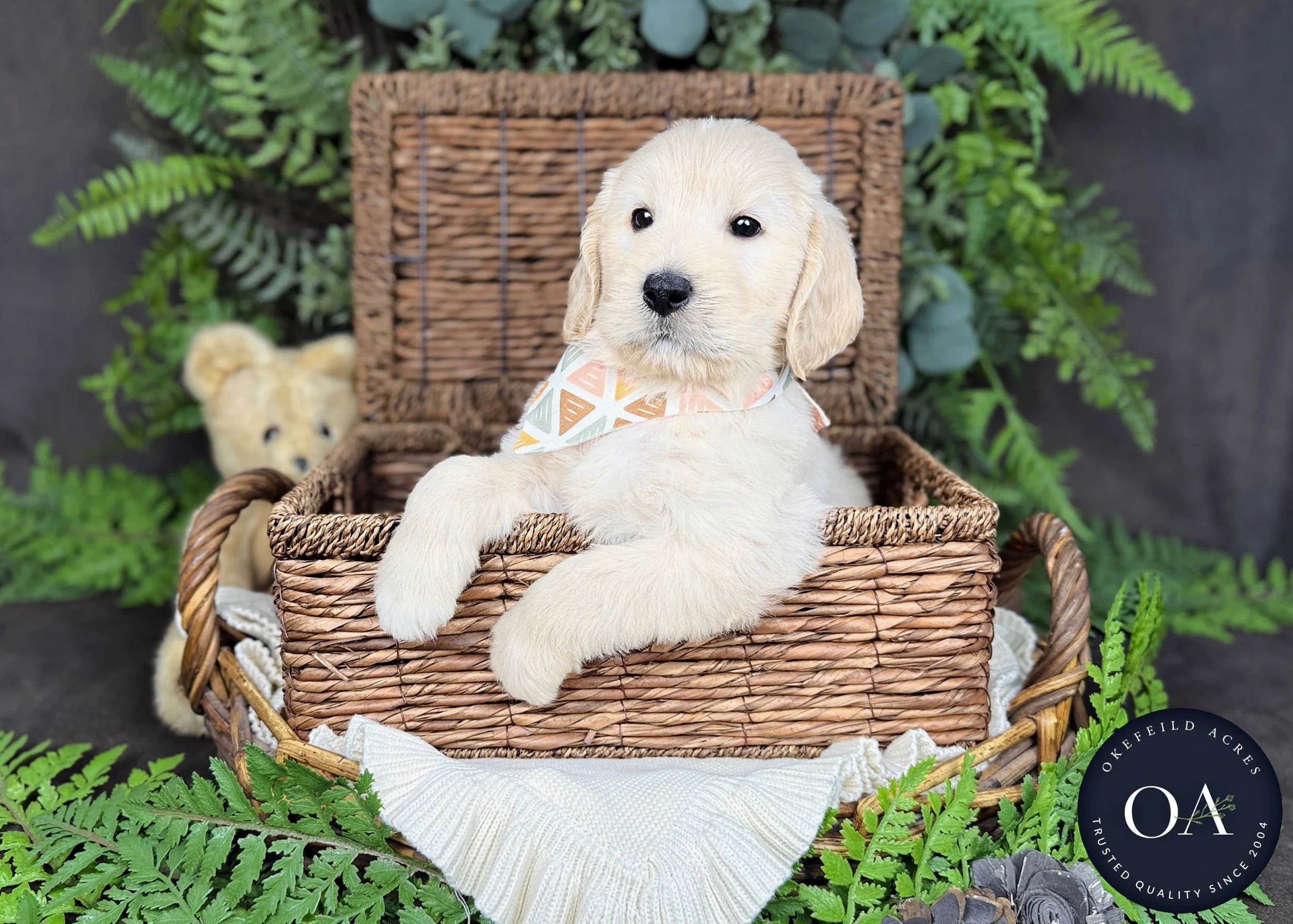 Tanner Cream F2b Medium English Teddy Bear Goldendoodle Puppy For Sale Okefeild Acres Missouri