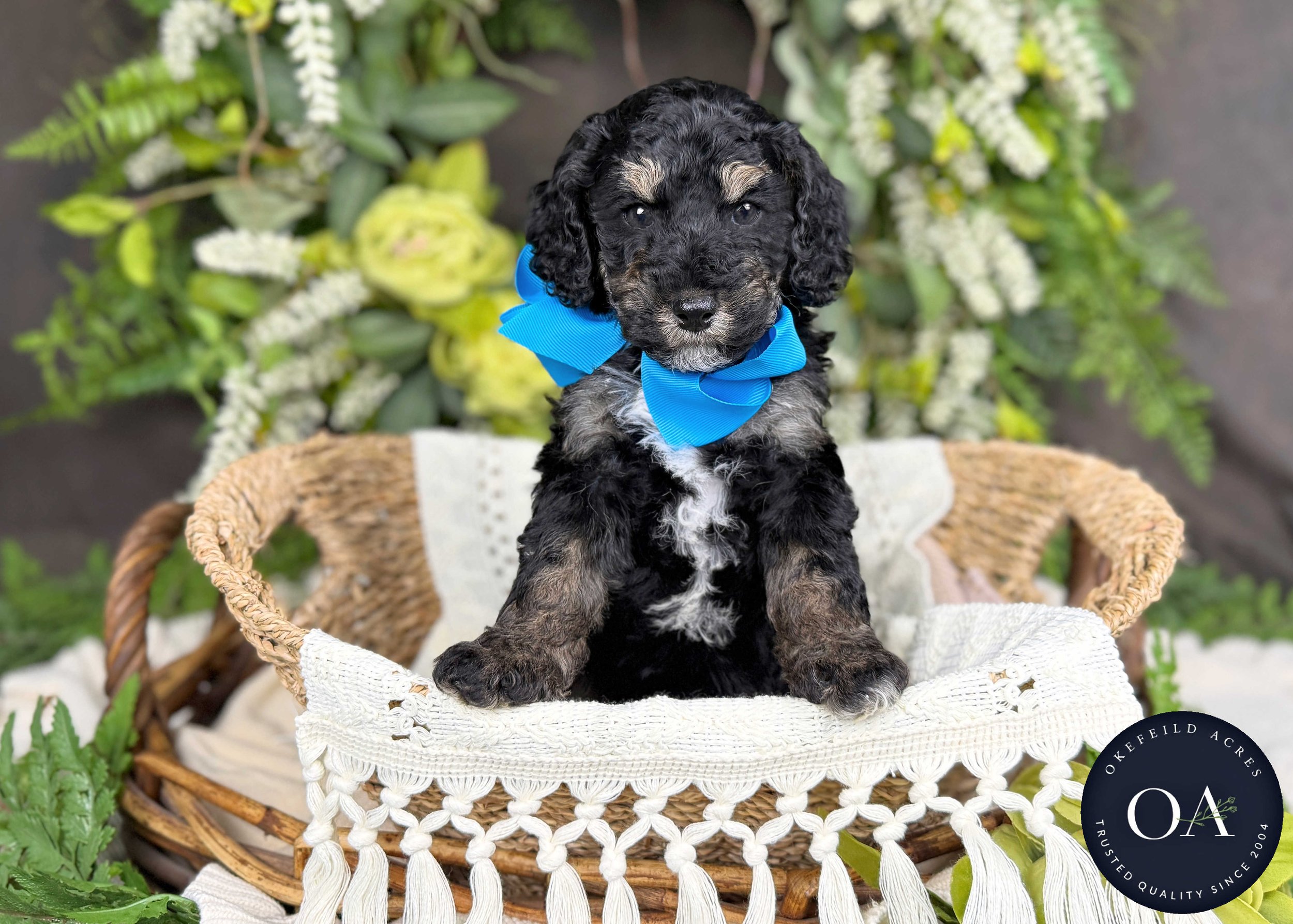 Black Phantom F2b Small English Teddy Bear Goldendoodle Puppy For Sale Okefeild Acres Missouri