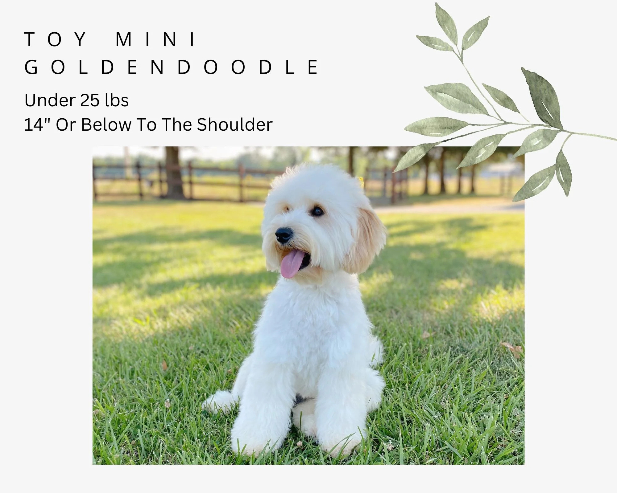 Picture Idea: English Teddybear Goldendoodle Puppies Training Included