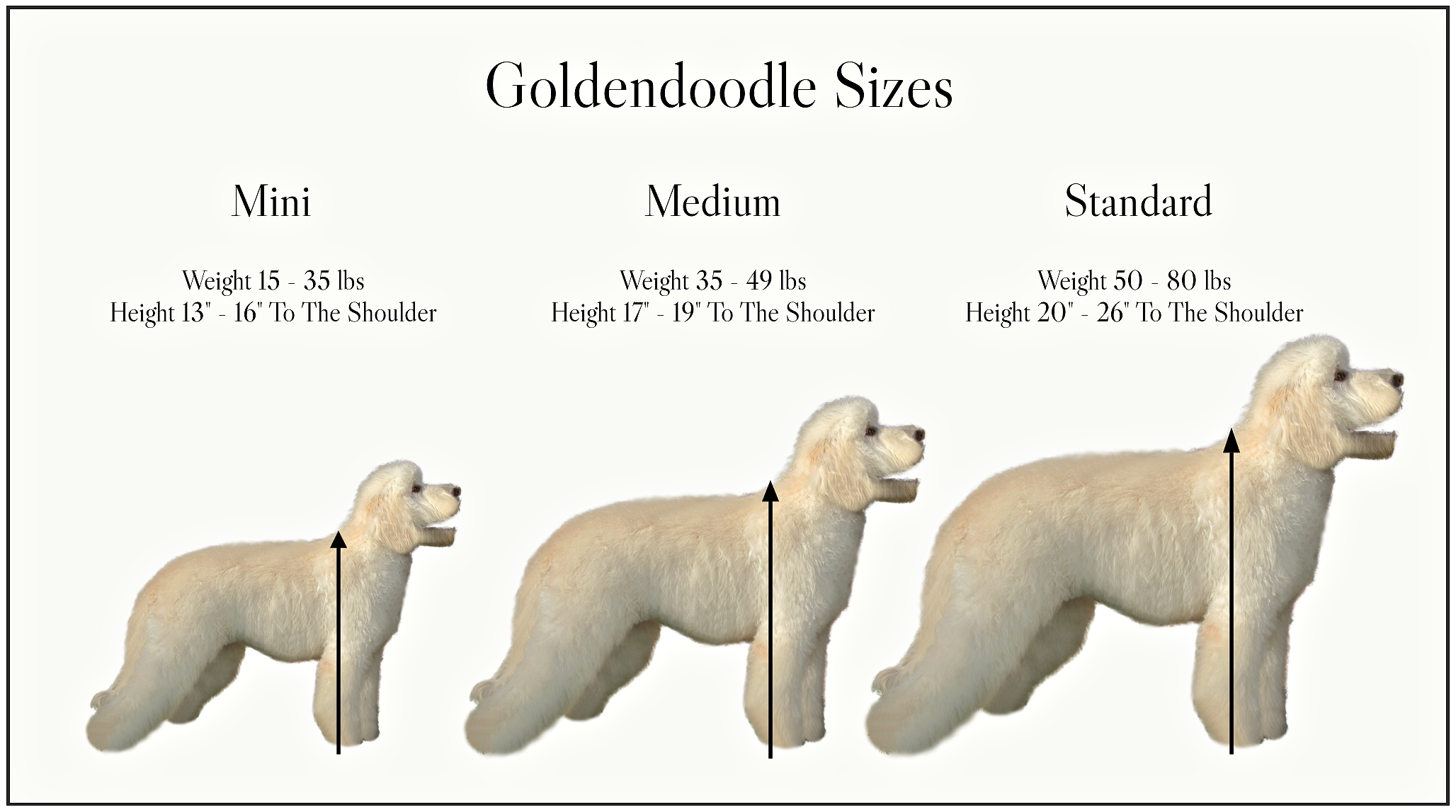 Goldendoodle Weight Chart Goldendoodle Weight Chart