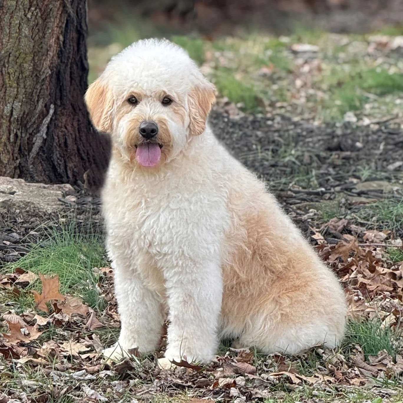 Cream F1 Mini English Teddy Bear Goldendoodle Dam Okefeild Acres Missouri