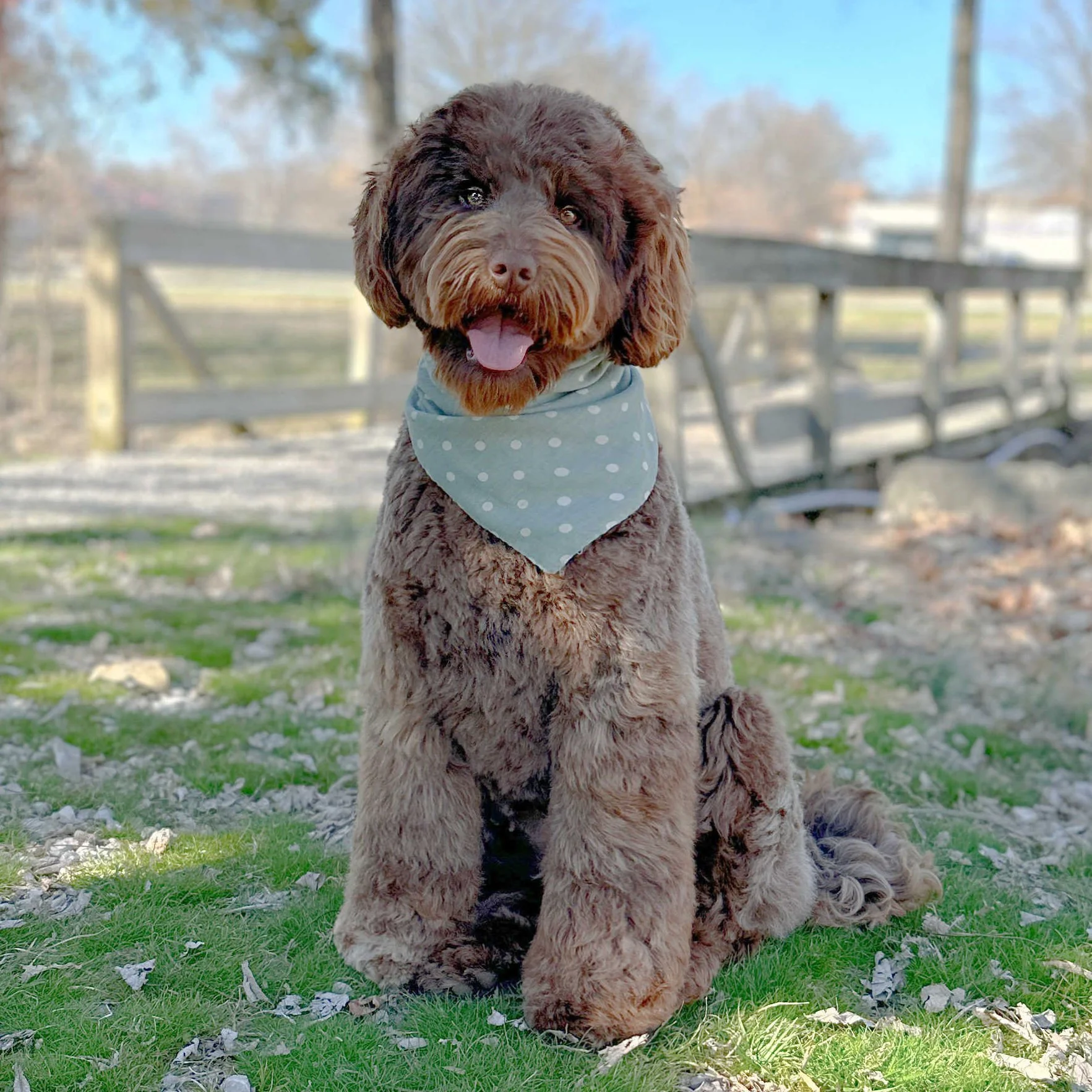 Molly Brown F2b Medium English  Teddy Bear Goldendoodle Dam At Okefeild Acres