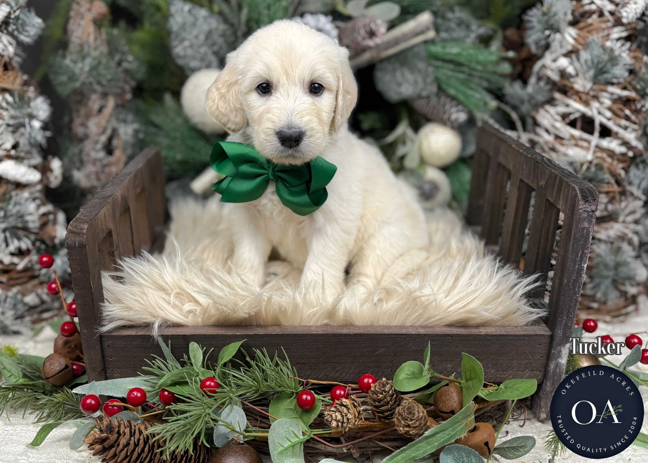 Cream Male F1 Standard English Teddy Bear Goldendoodle Puppy For Sale Okefeild Acres Missouri