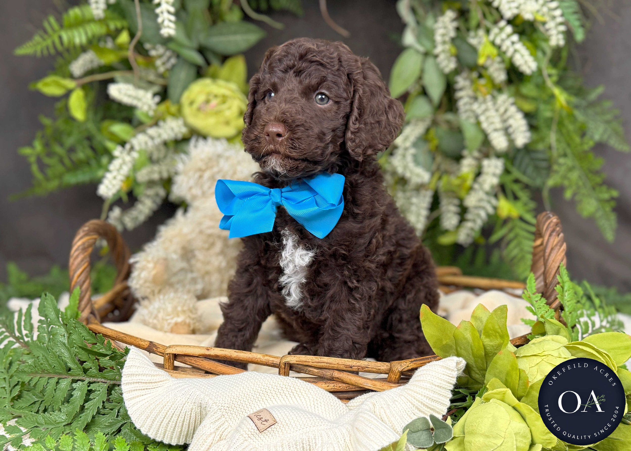 Brown Medium Goldendoodle Puppy For Sale Okefeild Acres Missouri