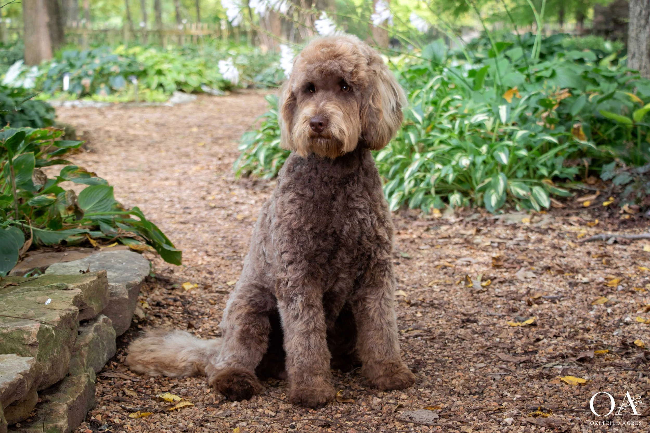 F2b Mini Goldendoodle F2b Mini Goldendoodle Puppies For Sale Near