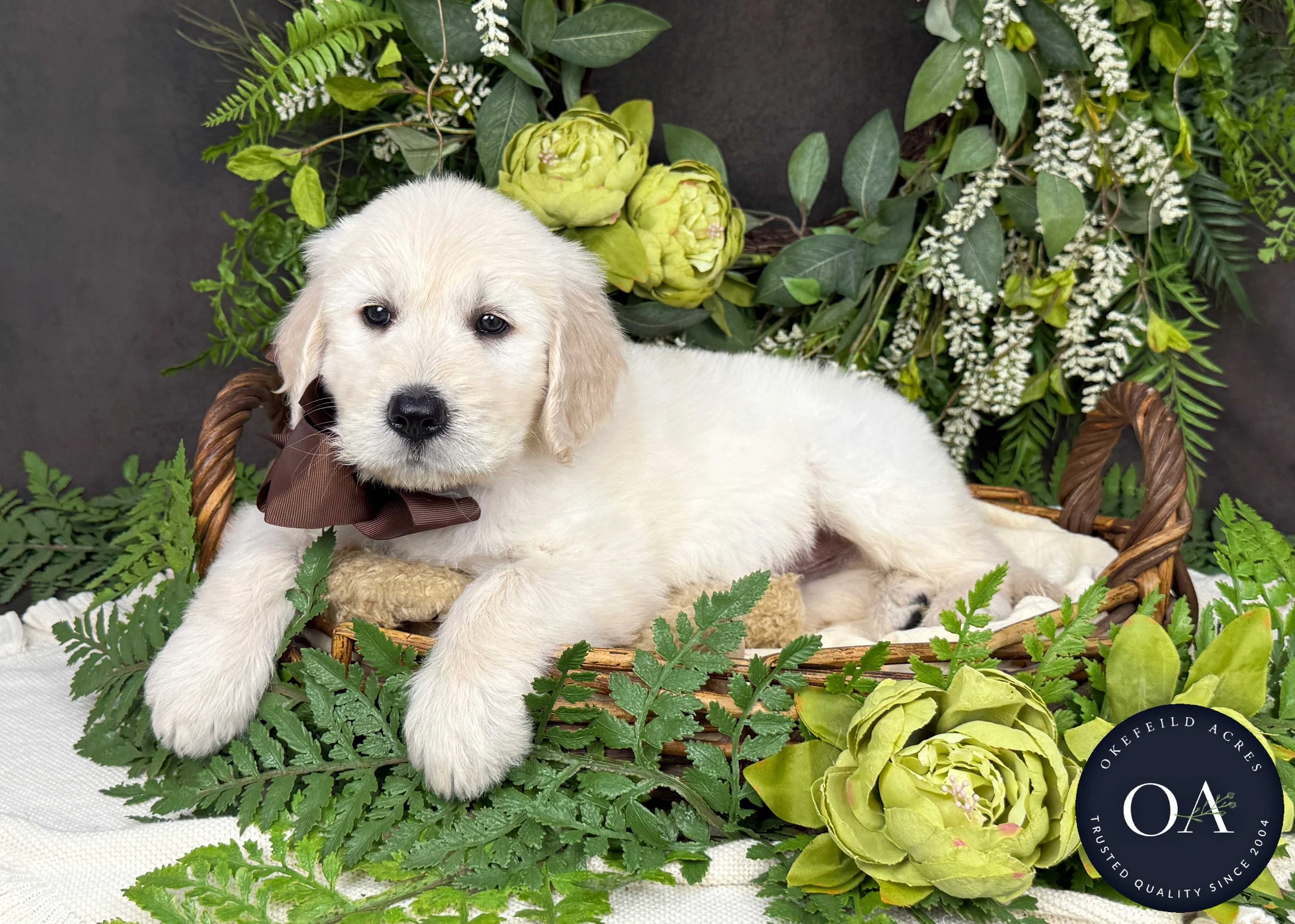 Cream F1 Standard English Teddy Bear Goldendoodle Puppy For Sale Okefeild Acres Missouri
