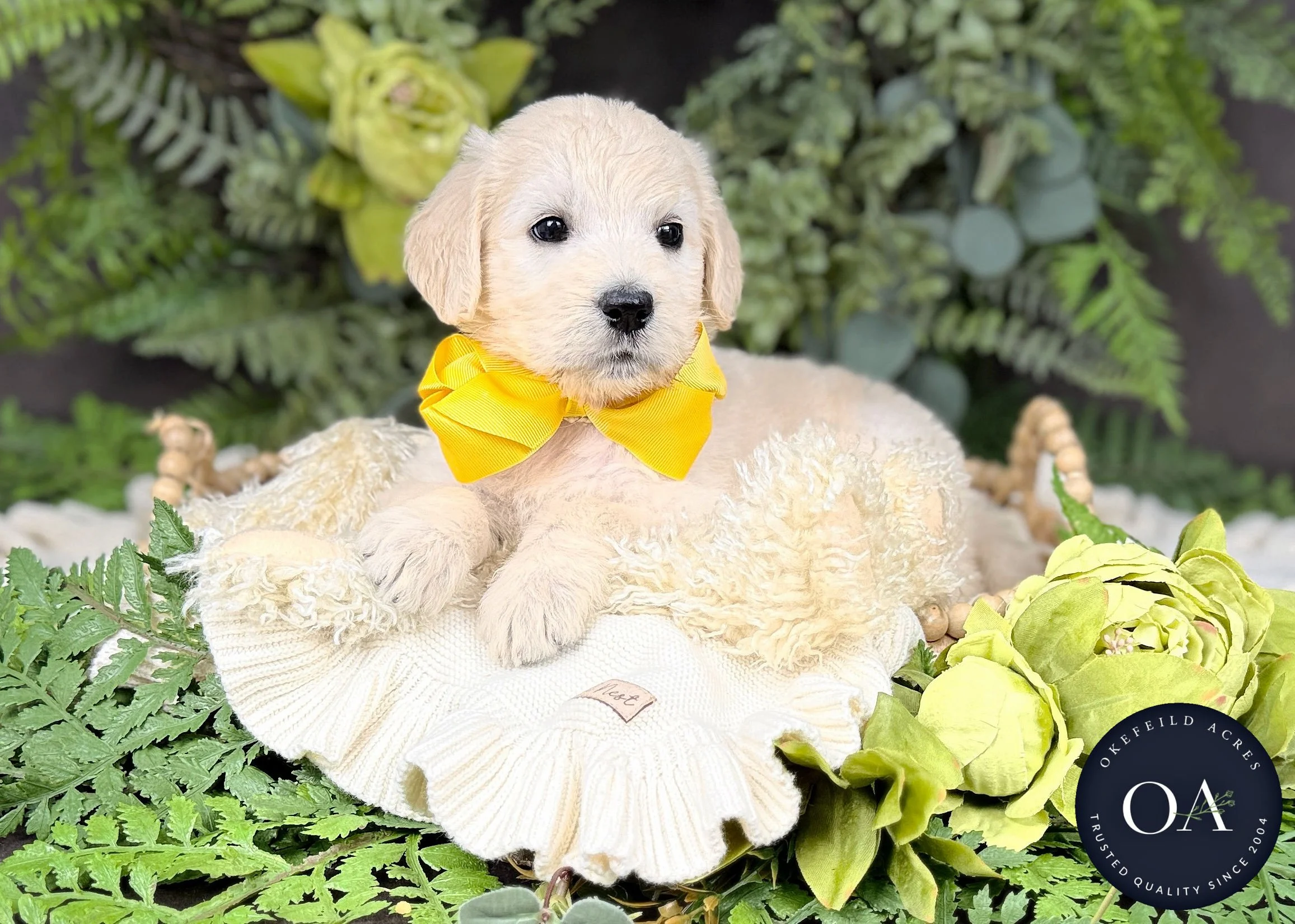 Cream F1 Standard English Teddy Bear Goldendoodle Puppies For Sale Okefeild Acres Missouri