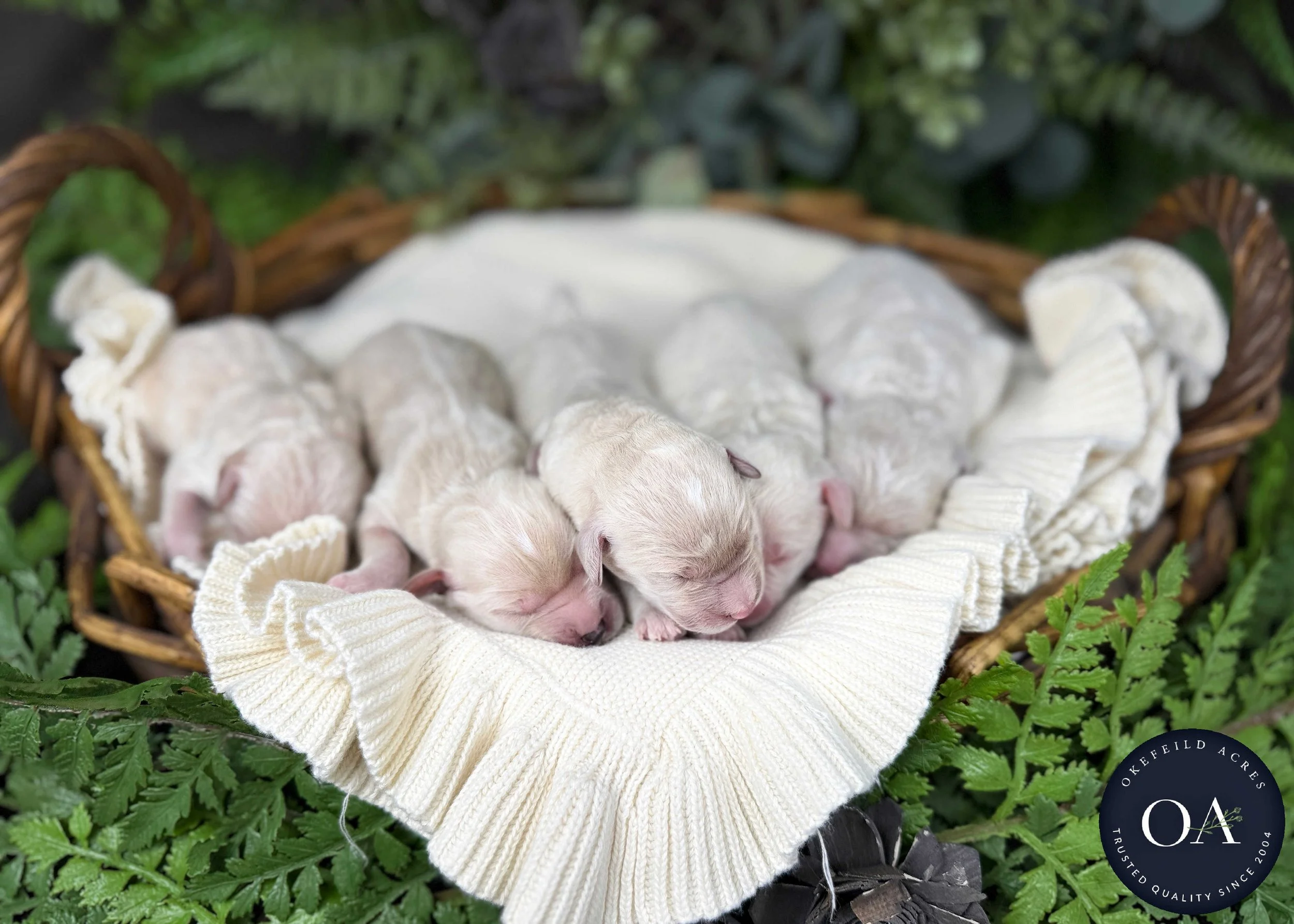 Male F2b Medium English Teddy Bear Goldendoodle Puppies For Sale Okefeild Acres Missouri
