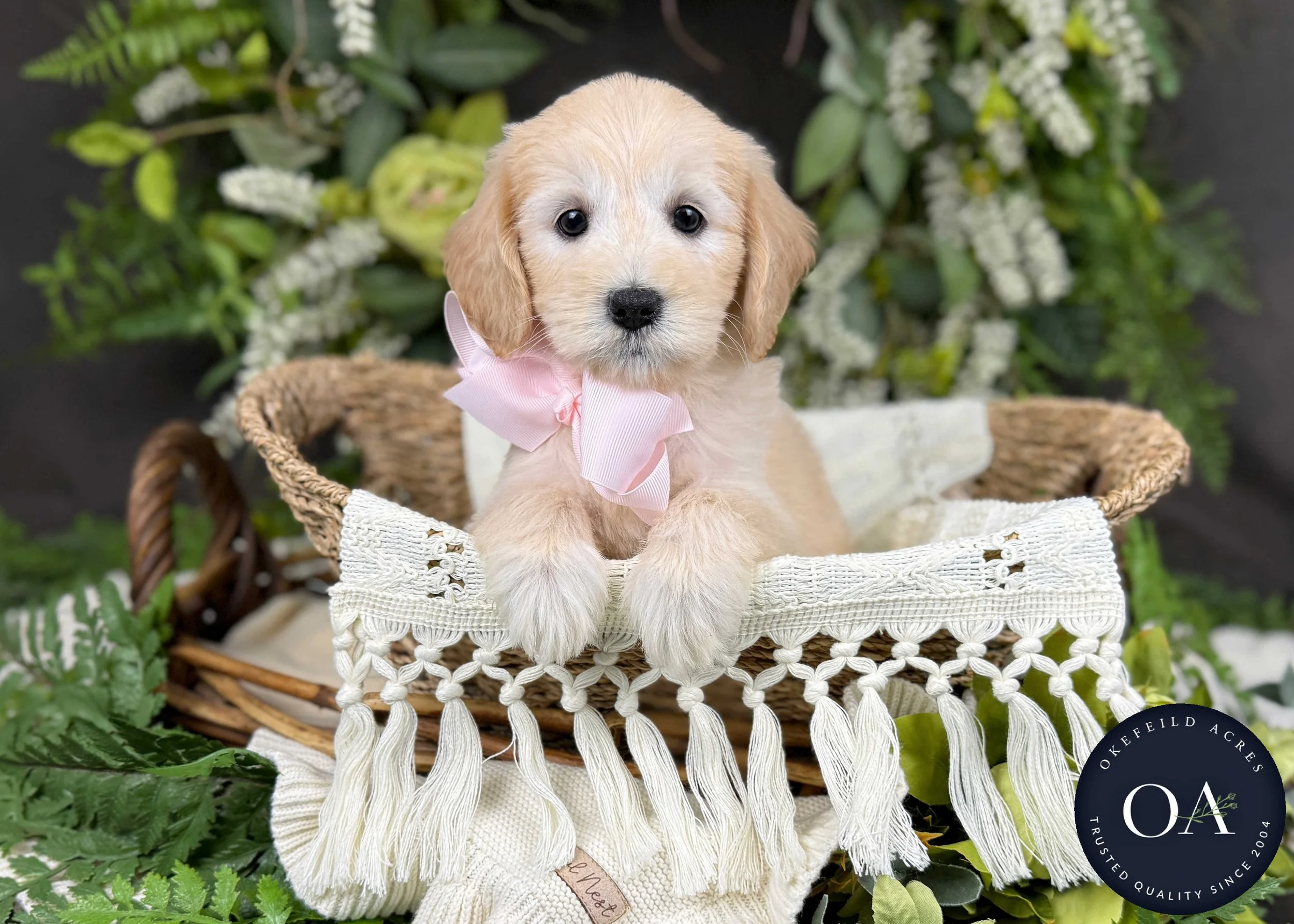 Paris F2b Mini English Teddy Bear Goldendoodle Puppy For Sale Okefeild Acres Missouri