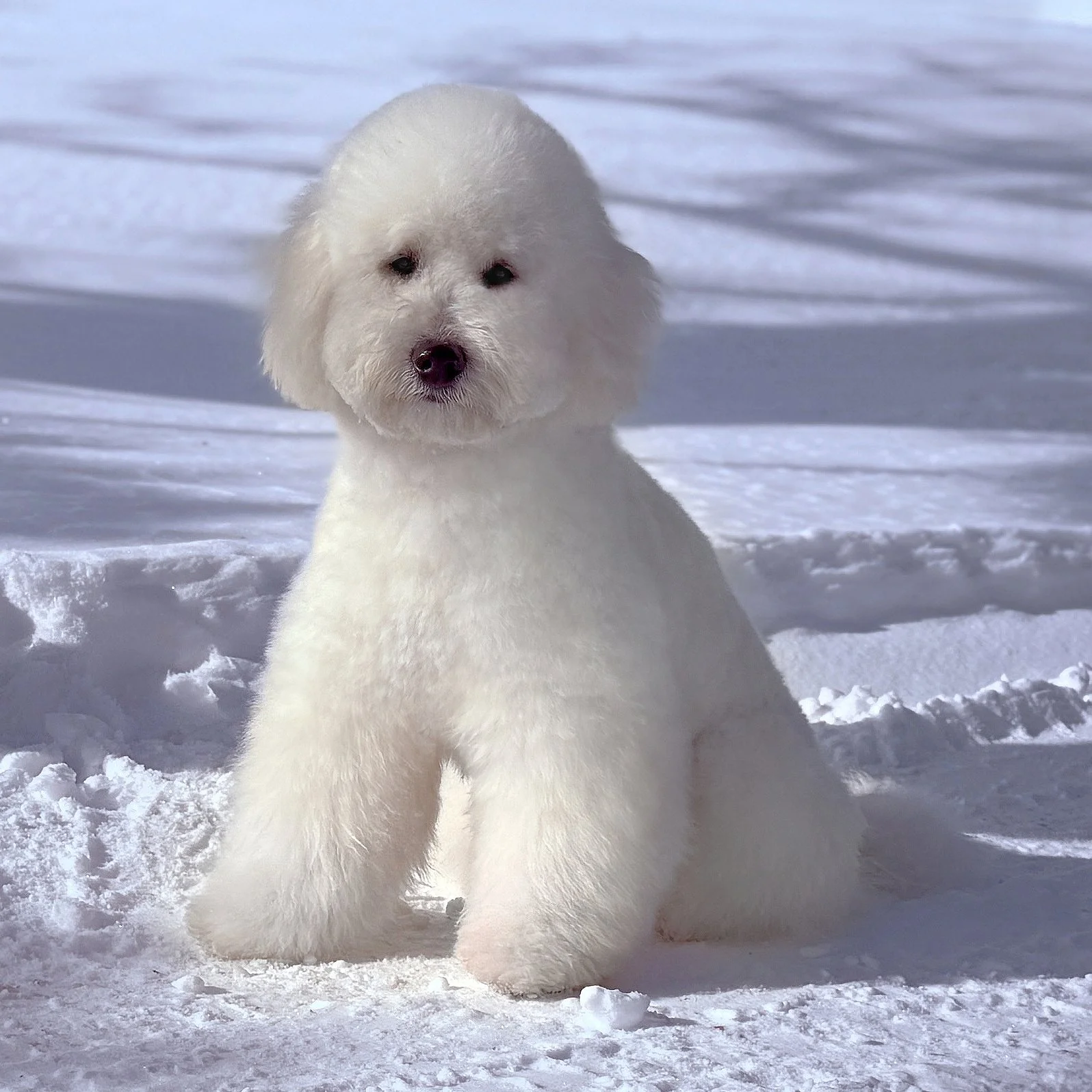 Ollie Cream F1b Small English Teddy Bear Goldendoodle Sire Okefeild Acres Missouri