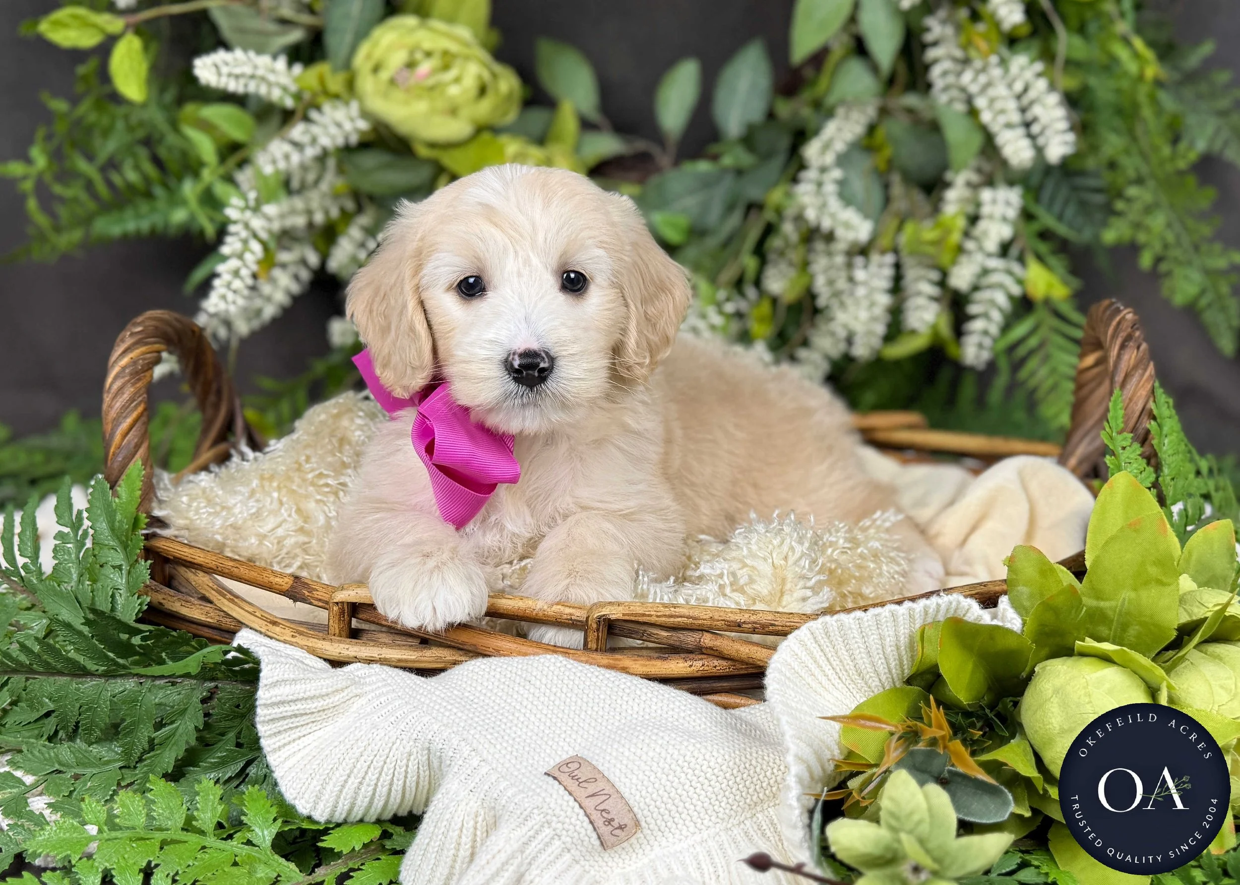 Penny F2b Mini English Teddy Bear Goldendoodle Puppy For Sale Okefeild Acres Missouri