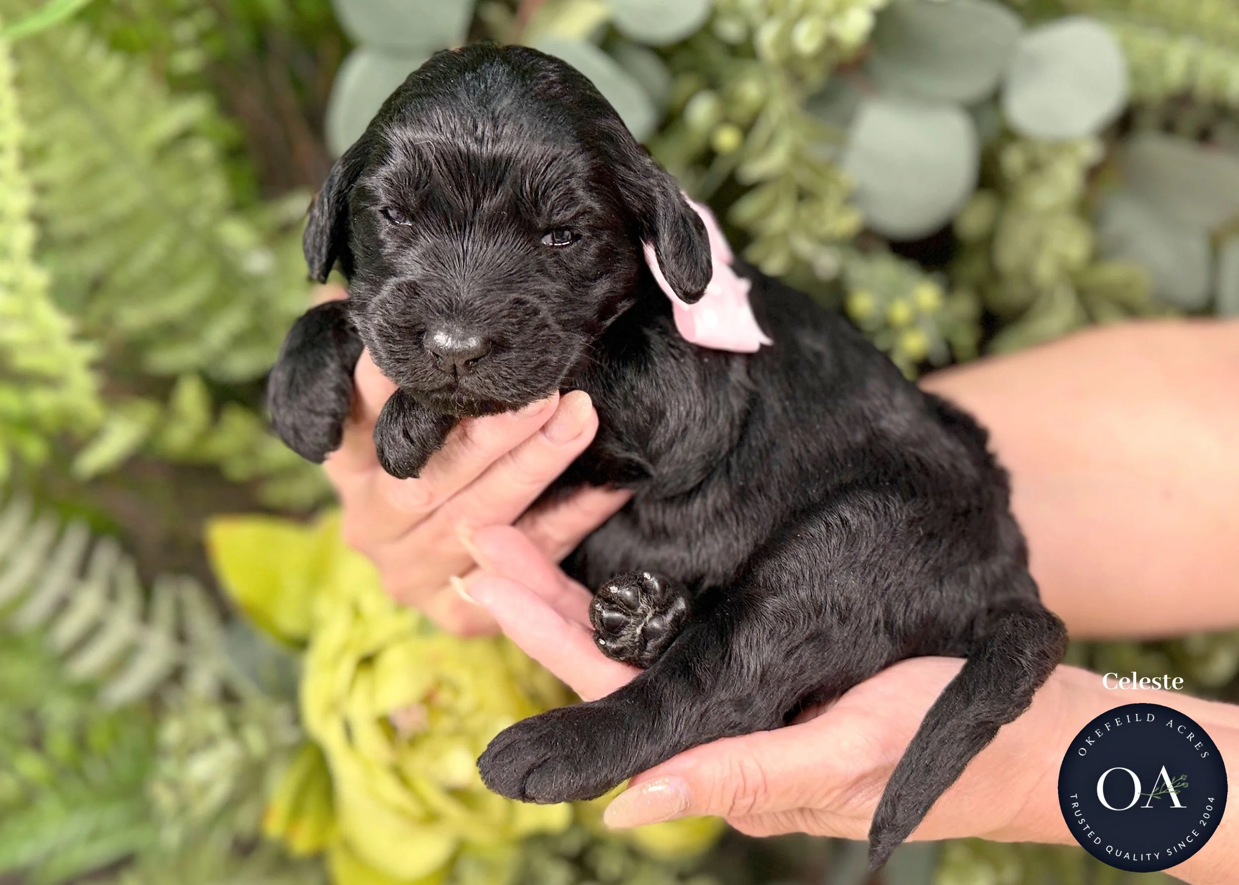 F1b Standard English Teddy Bear Goldendoodle Puppies For Sale Okefeild Acres Missouri