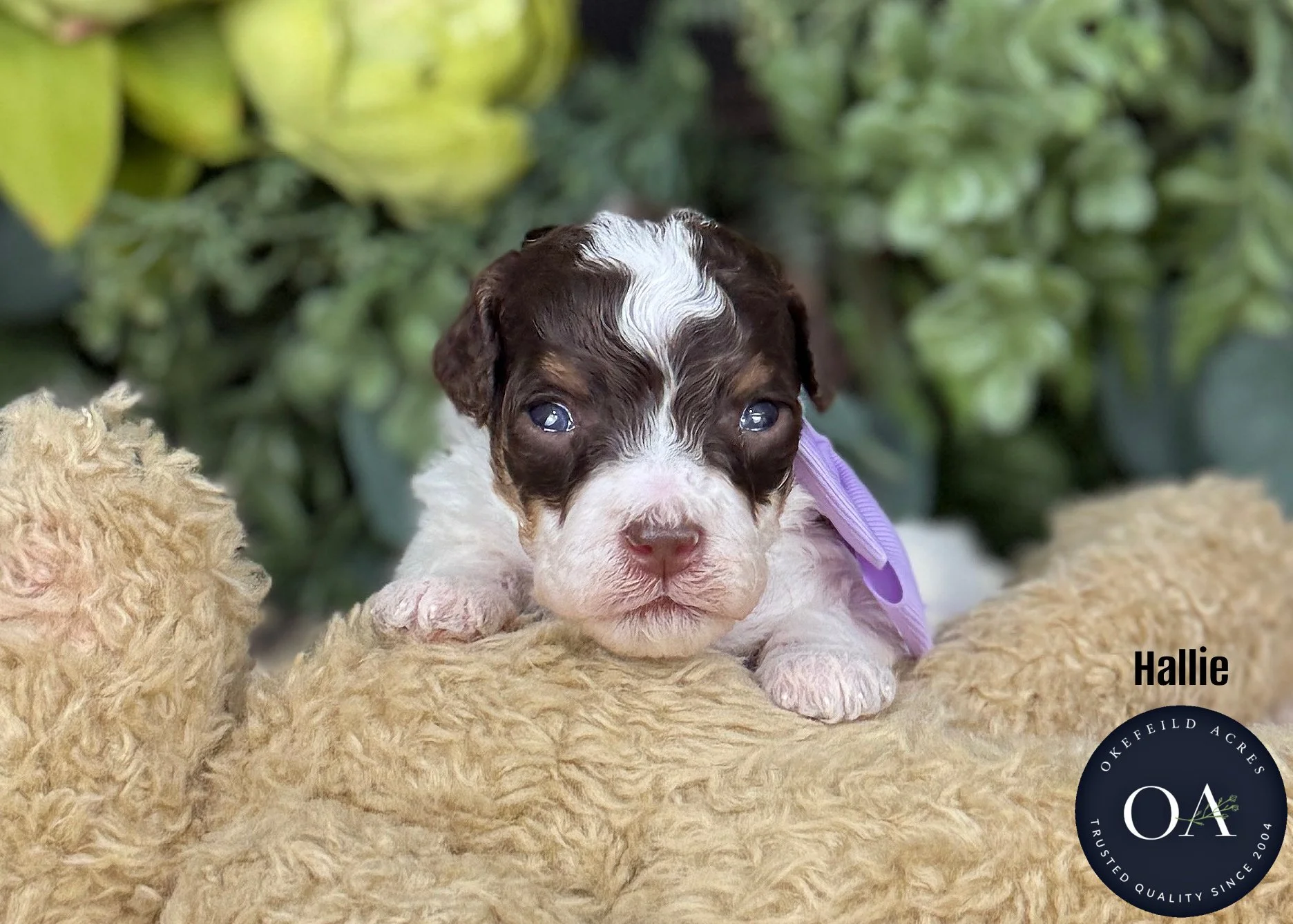 Parti Female Small English Teddy Bear Goldendoodle Puppy For Sale Okefeild Acres Missouri