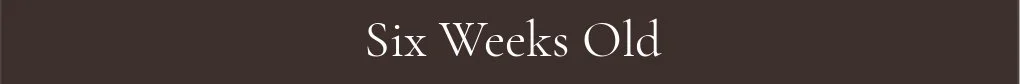 Six Weeks Old