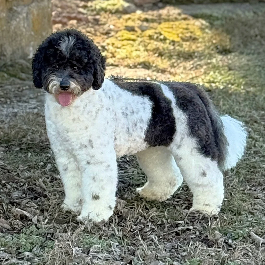 Milo Parti Mini English Teddy Bear Goldendoodle Sire Okefeild Acres Missouri