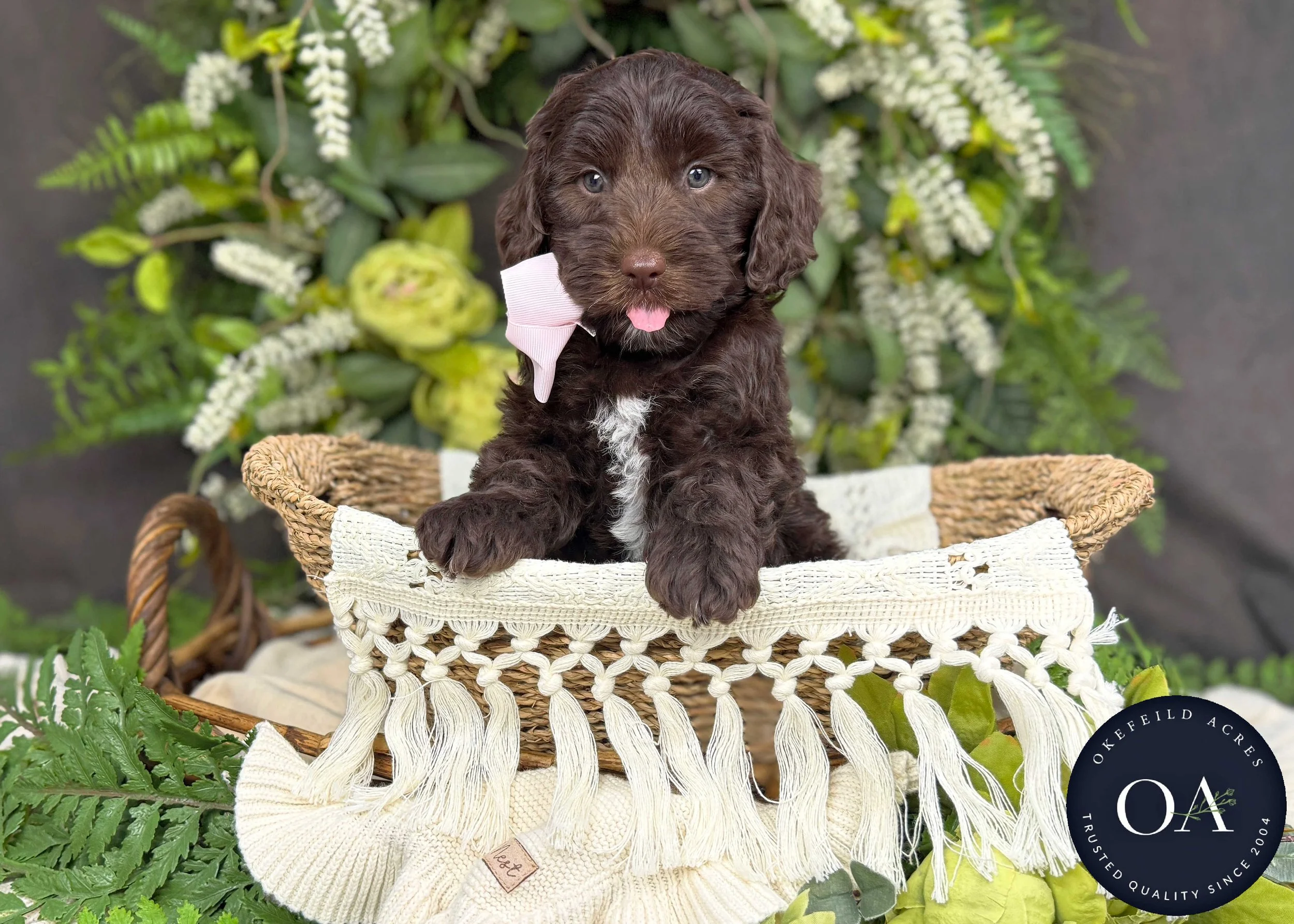 Maggie Brown Female Mini English Teddy Bear Goldendoodle Puppy For Sale Okefeild Acres Missouri