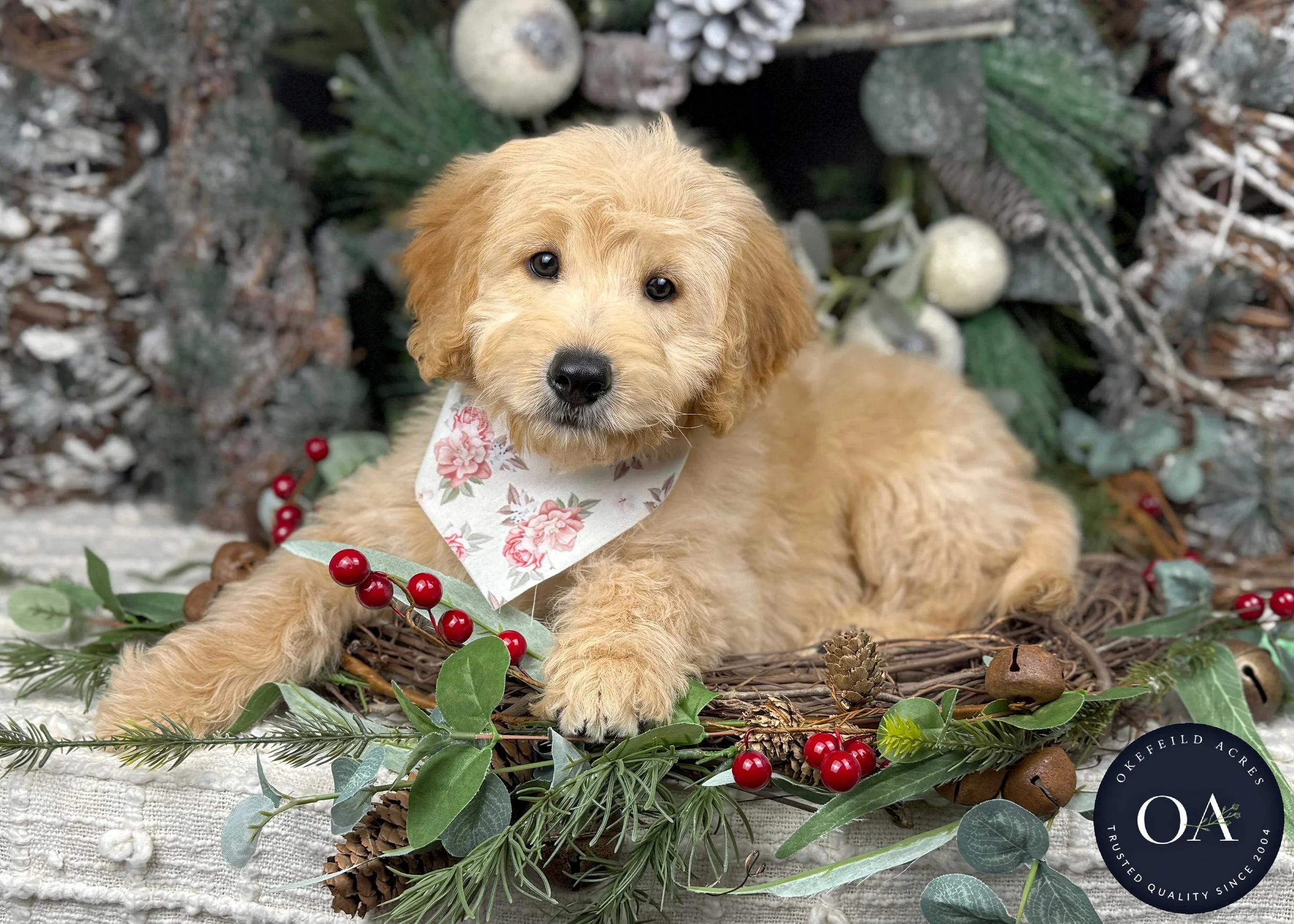 Light Apricot Female F1b Mini English Teddy Bear Goldendoodle Puppy For Sale Okefeild Acres Missouri