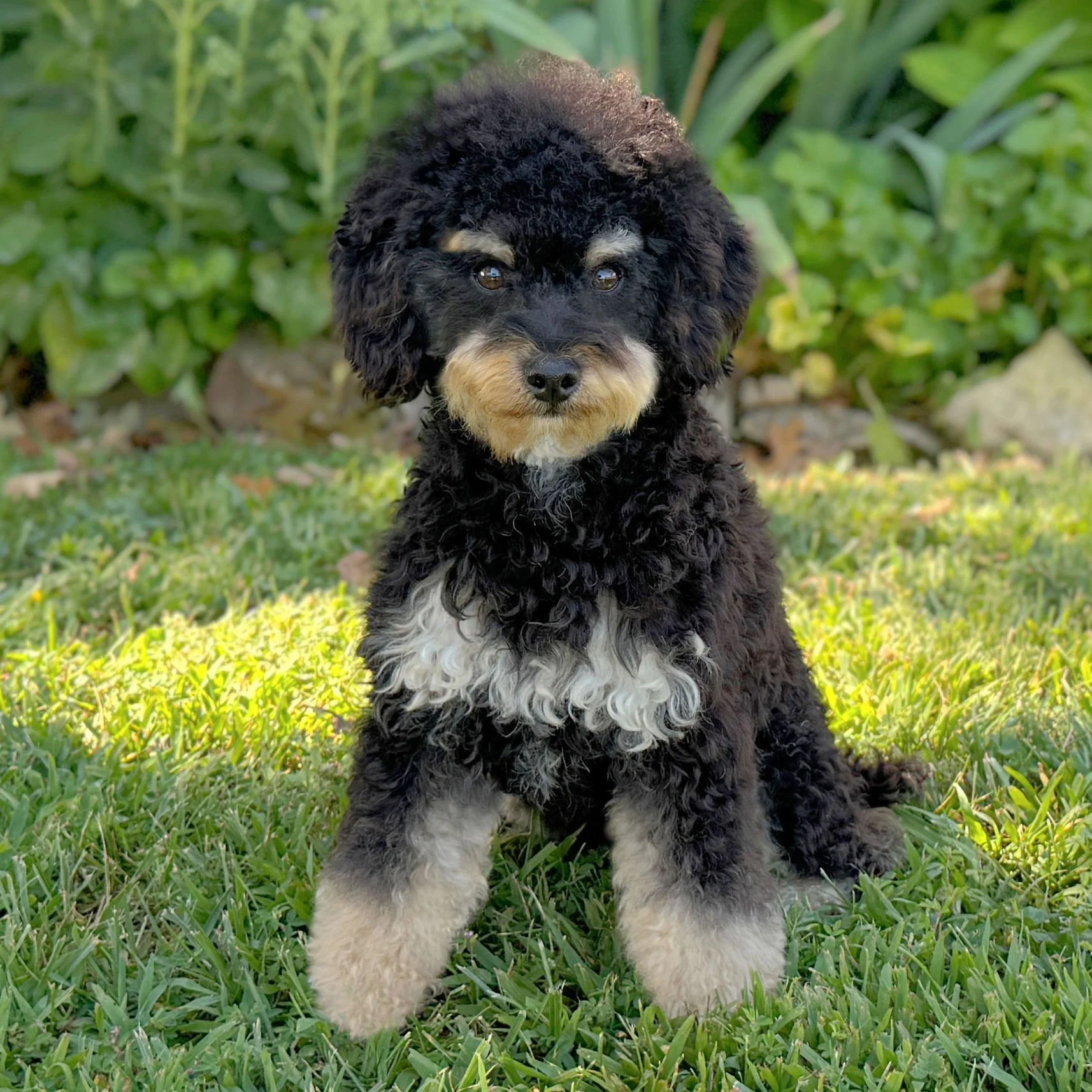 Killian Black Phantom Toy Poodle Sire Okefeild Acres Missouri