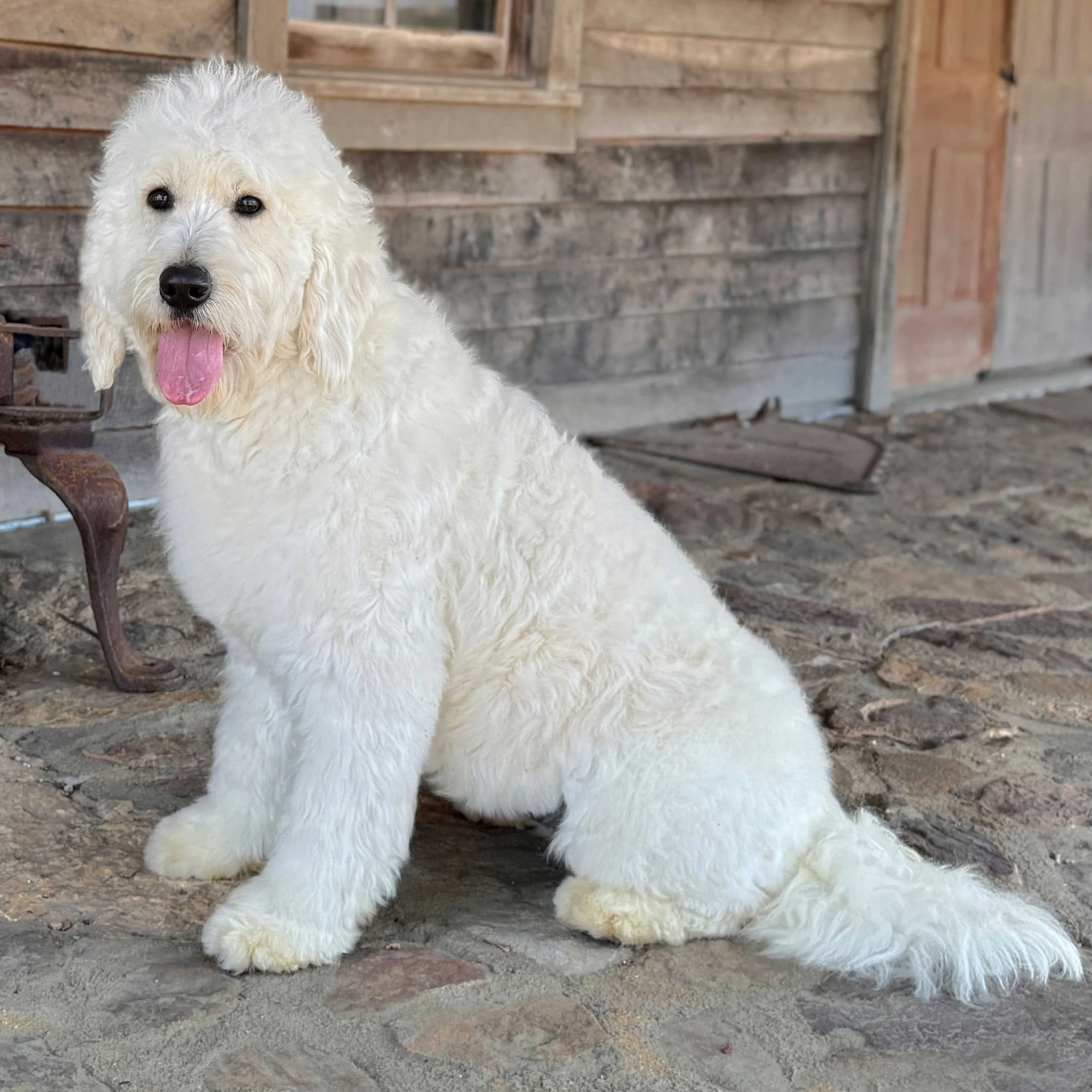 Teagan F1 Standard English Teddy Bear Goldendoodle Dam At Okefeild Acres Missouri