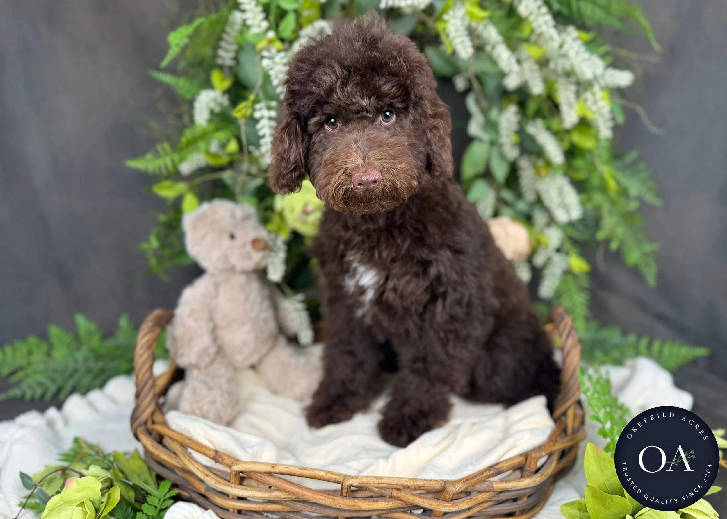 Molly Mini English Teddy Bear Goldendoodle Okefeild Acres
