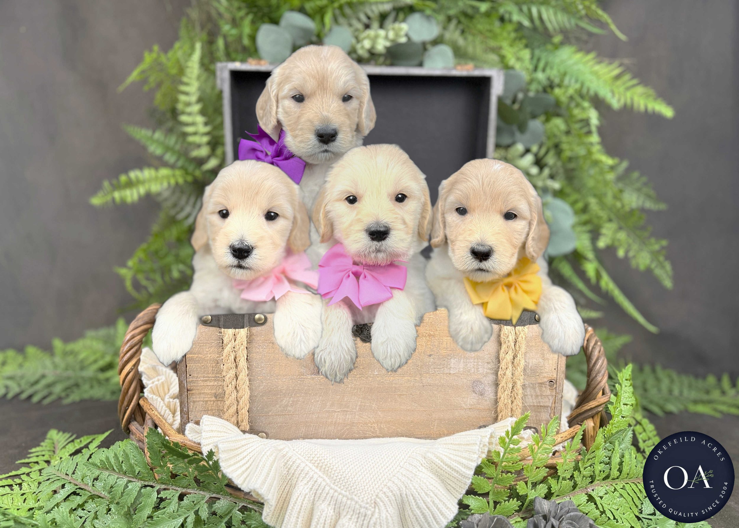 Female F2b Medium English Teddy Bear Goldendoodle Puppies For Sale Okefeild Acres Missouri