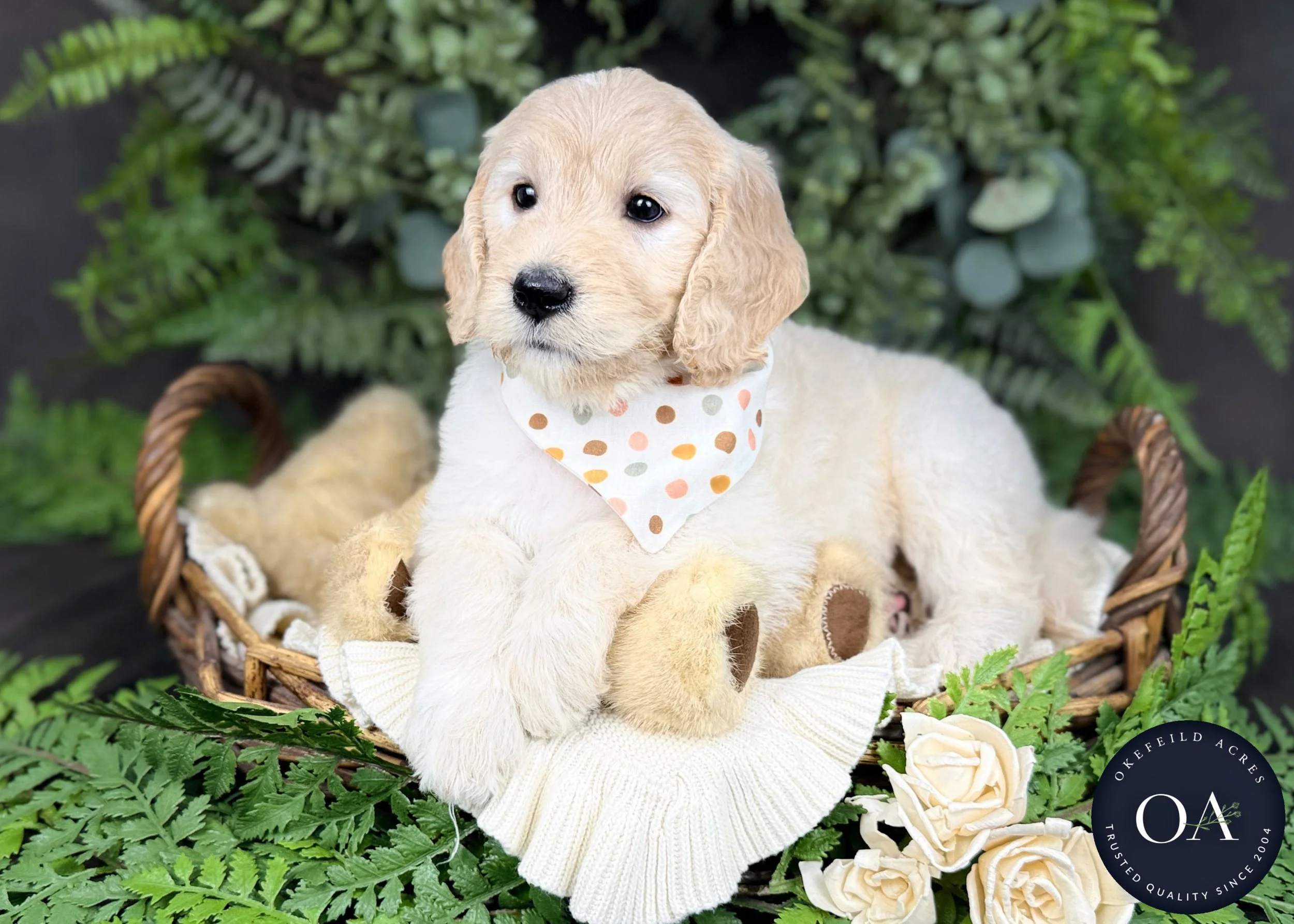 Trixie Cream F2b Medium English Teddy Bear Goldendoodle Puppy For Sale Okefeild Acres Missouri