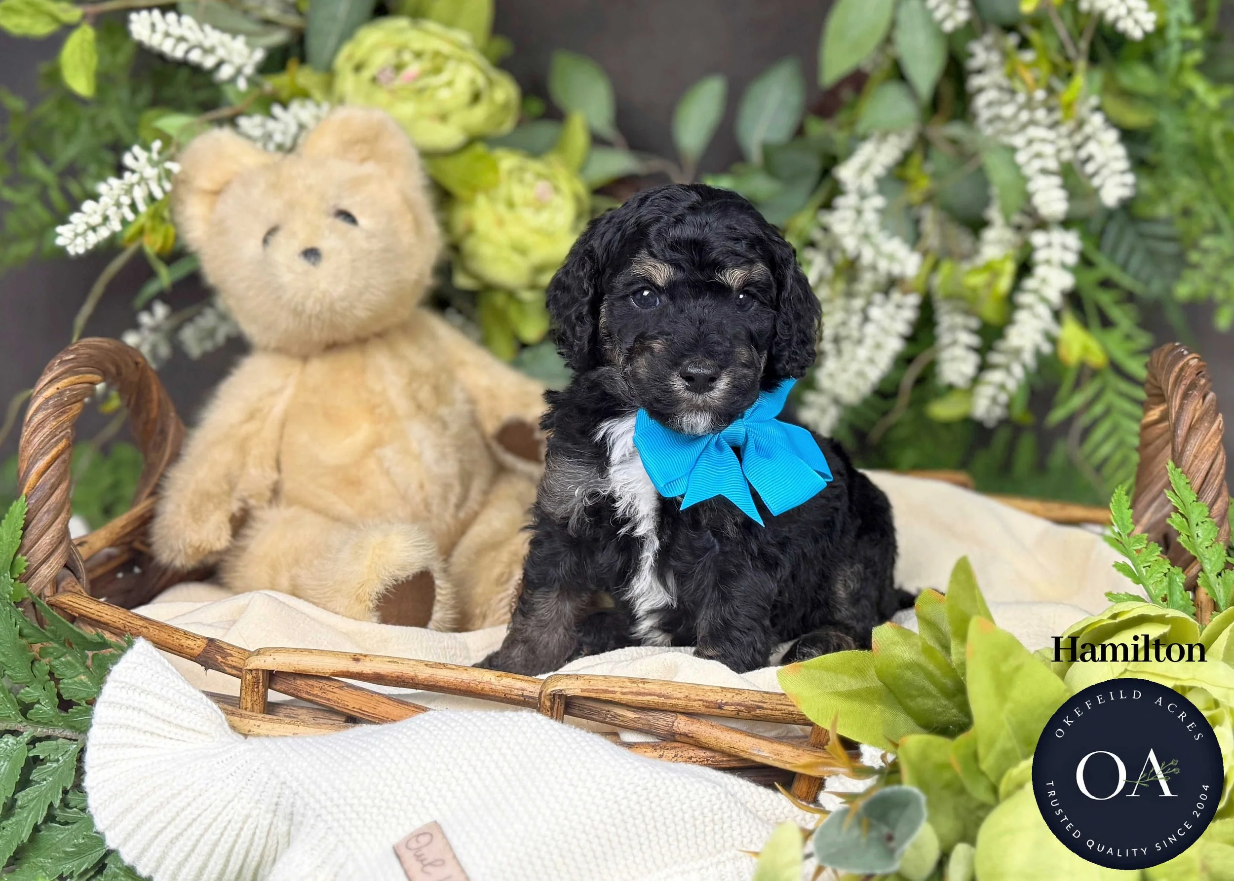 F2bb Small English Teddy Bear Goldendoodle Puppies For Sale Okefeild Acres Missouri
