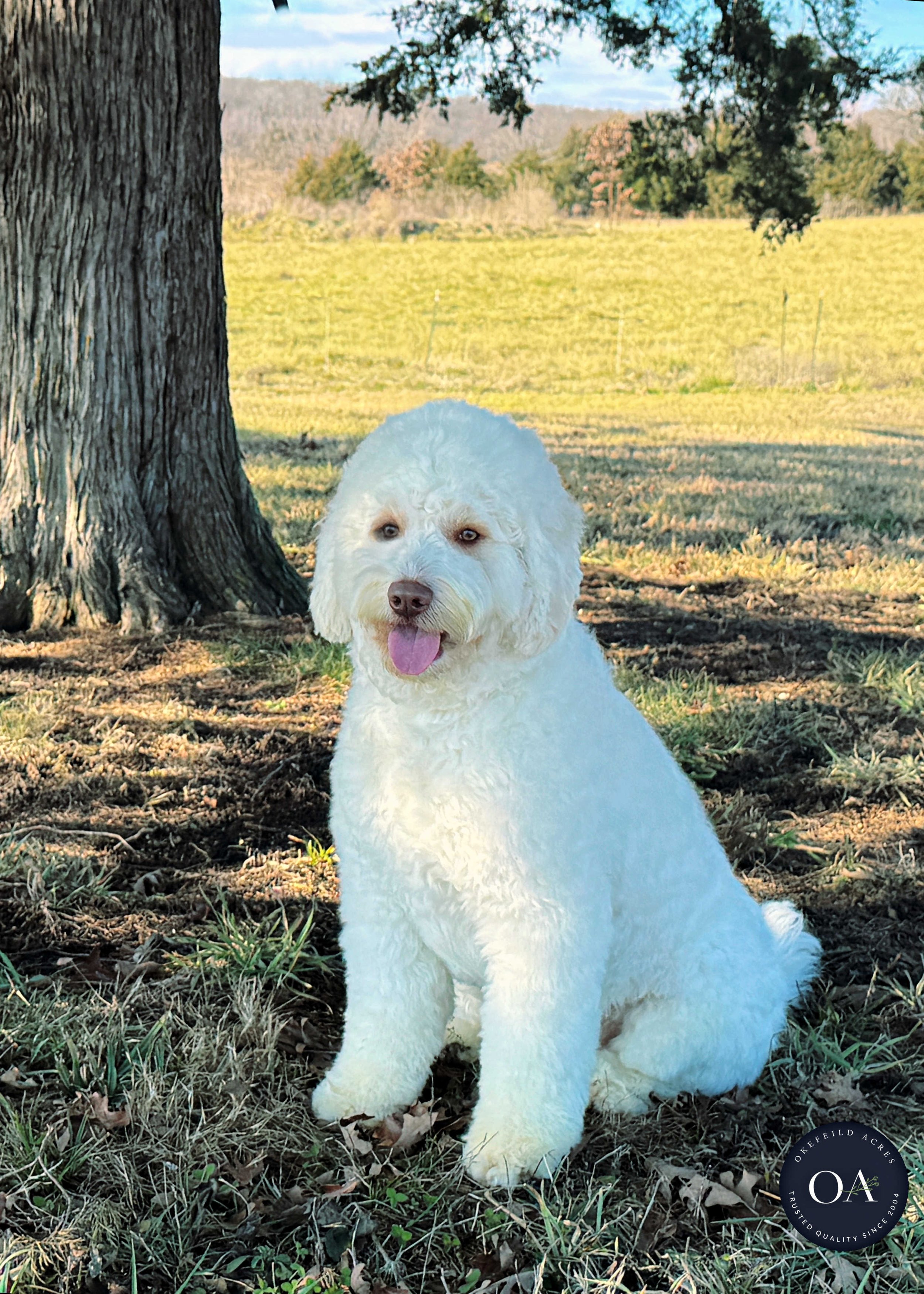 Cream F3 Mini English Teddybear Goldendoodle Sire Okefeild Acres Missouri