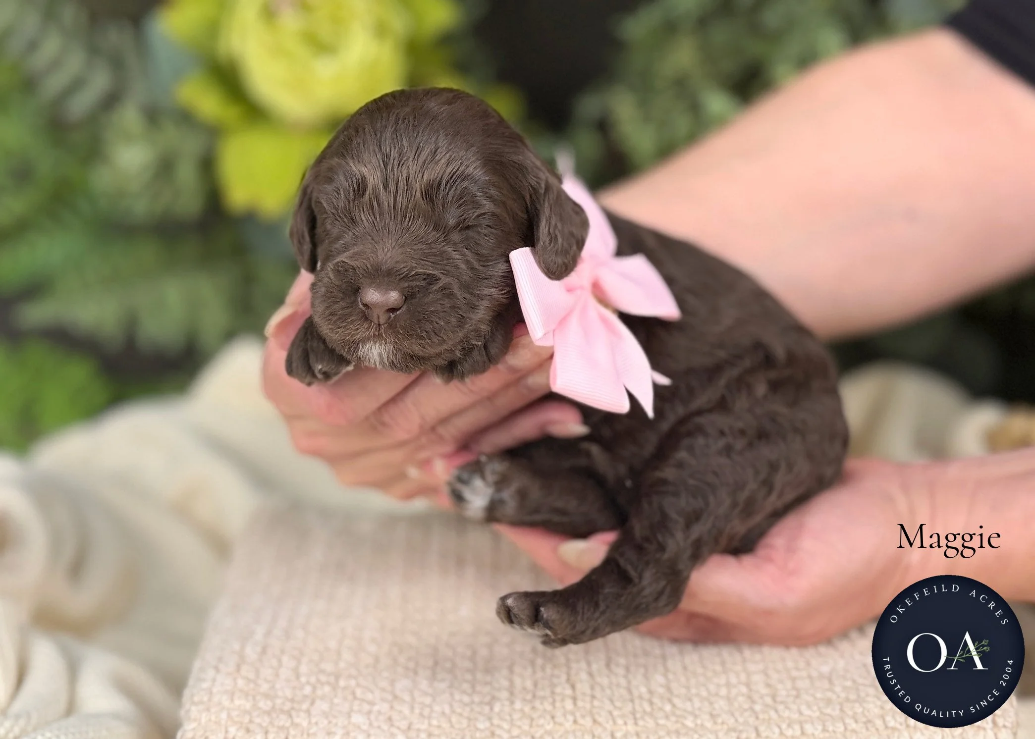 Brown F2b Mini English Teddy Bear Goldendoodle Puppies For Sale Okefeild Acres Missouri