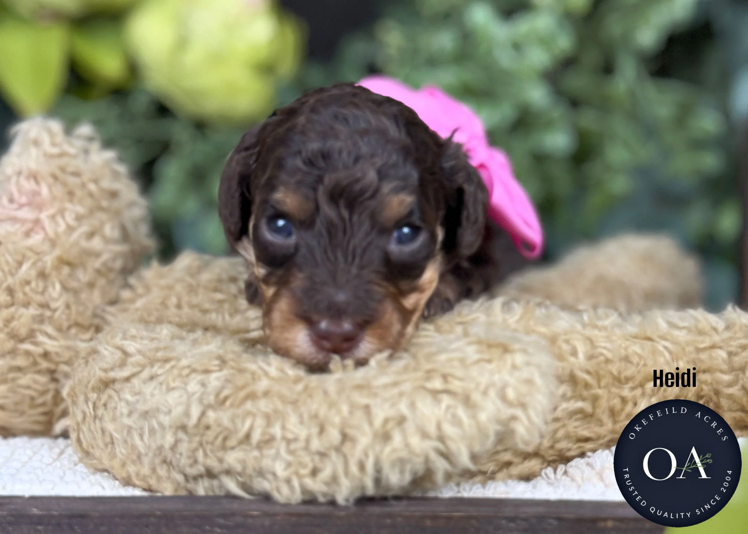 Brown Phantom Female Small English Teddy Bear Goldendoodle Puppy For Sale Okefeild Acres Missouri