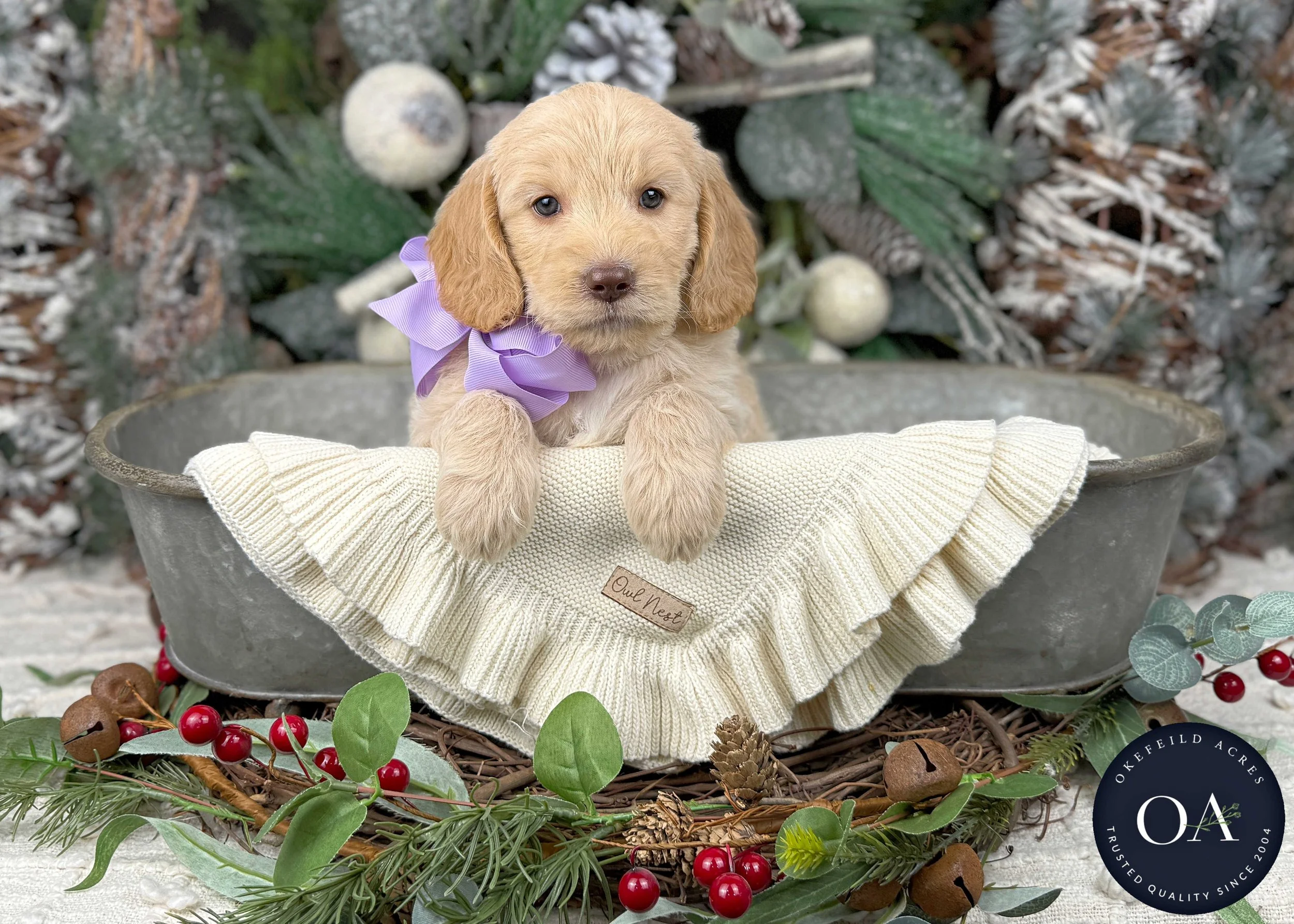 Wendy Apricot Female F2b Medium English Teddy Bear Goldendoodle Puppy For Sale Okefeild Acres Missouri