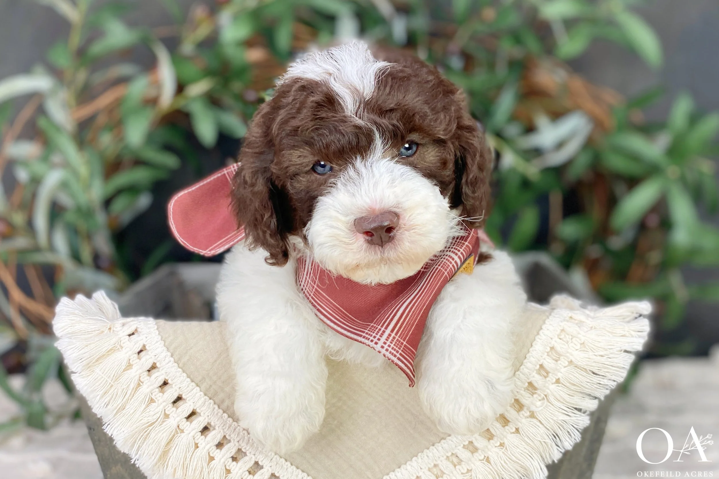 Brown Parti F3 Medium English Teddy Bear Goldendoodle Puppies For Sale Okefeild Acres Missouri