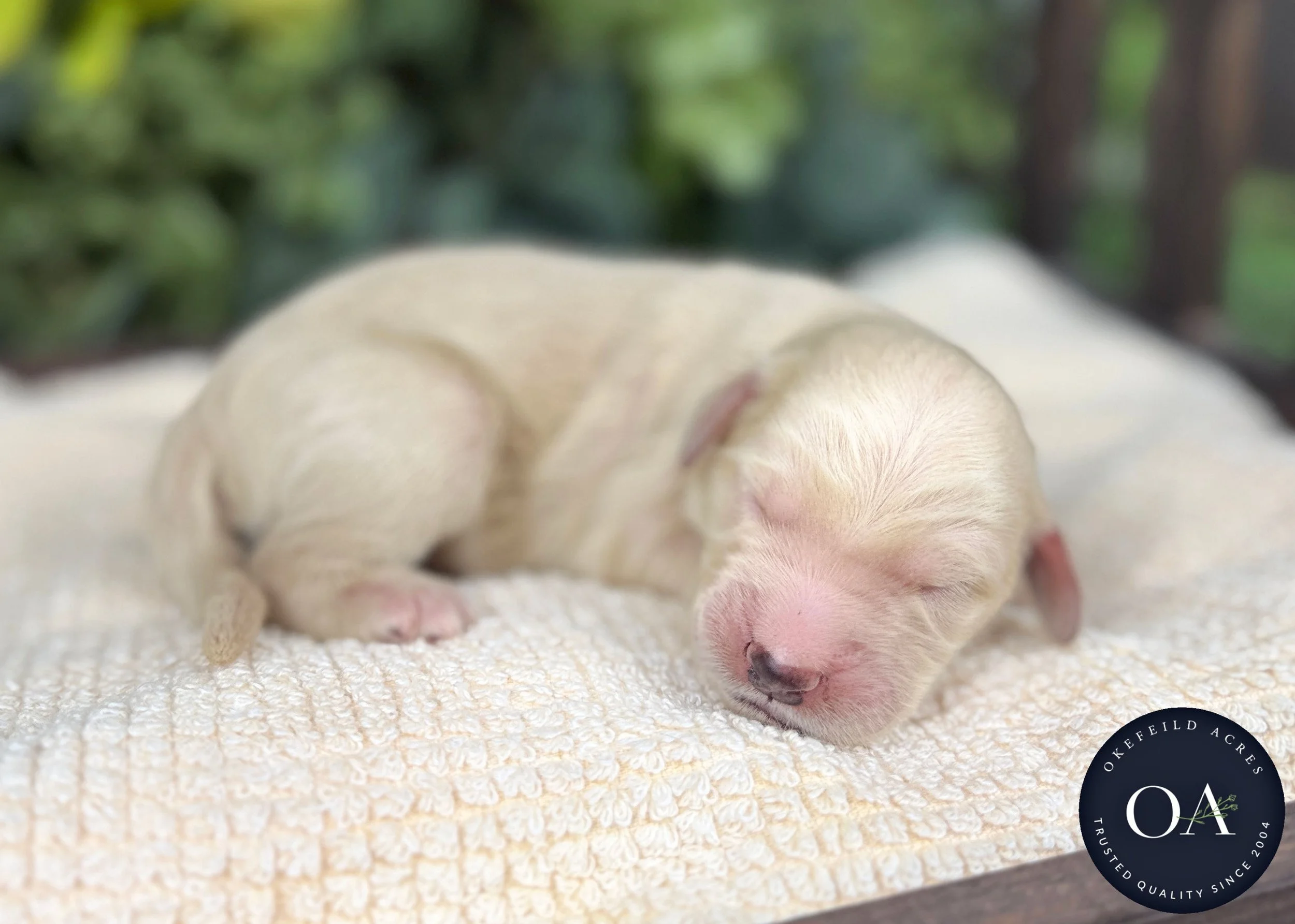 Cream Male F1b Standard English Teddy Bear Goldendoodle Puppy For Sale Okefeild Acres Missouri