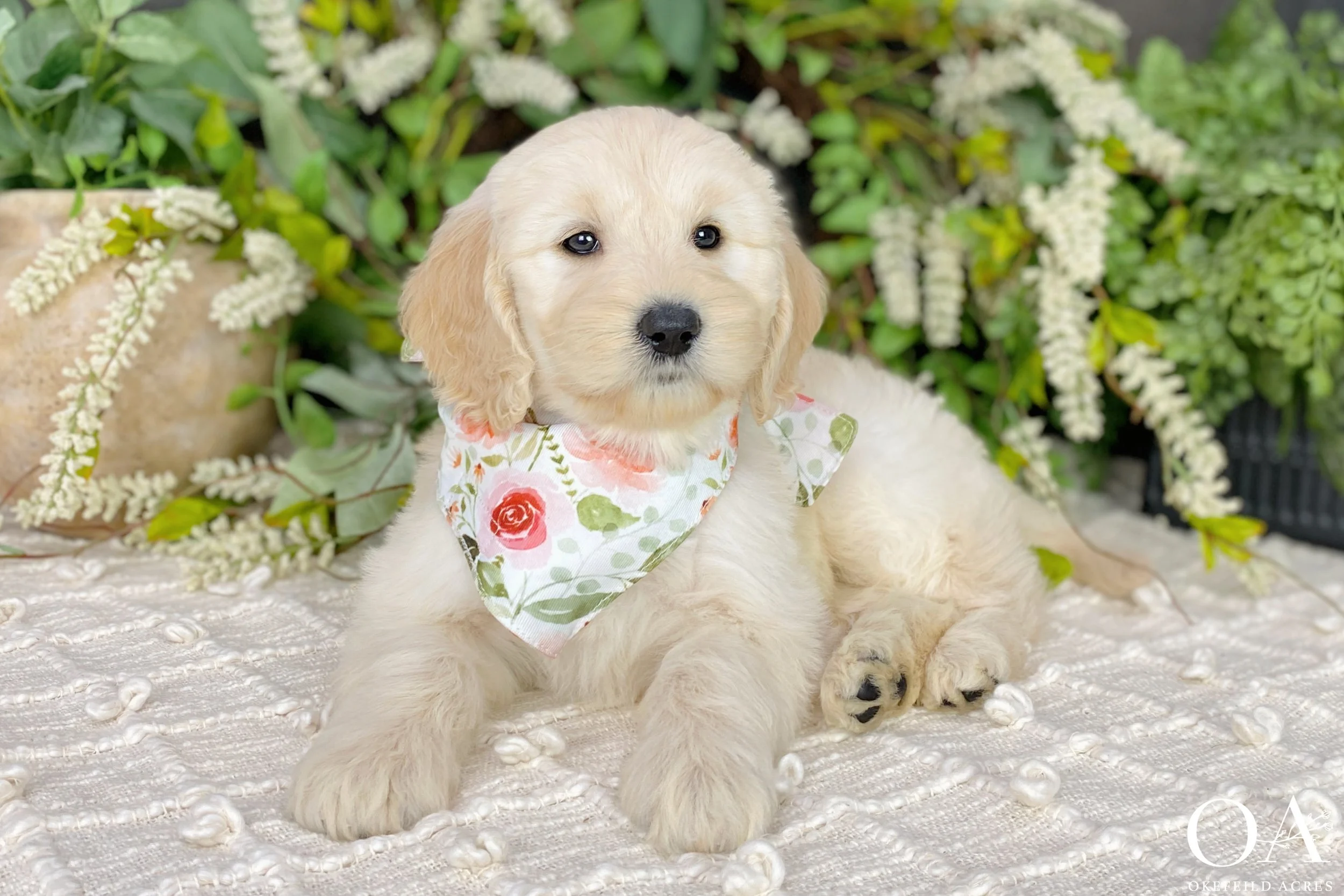 Light Apricot F1b Standard English Teddy Bear Goldendoodle Puppies For Sale Okefeild Acres Missouri