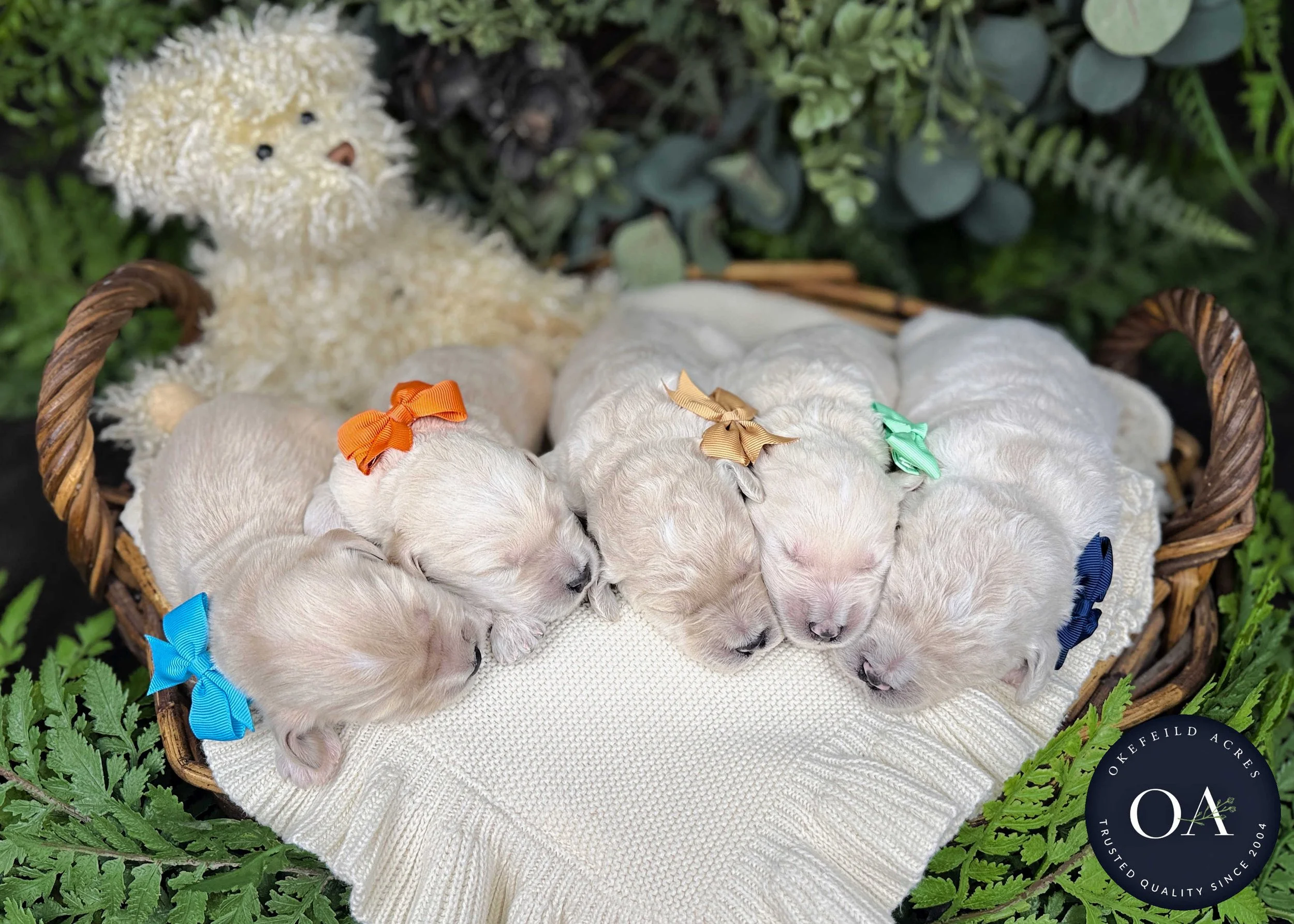 Cream F2b Medium English Teddy Bear Goldendoodle Puppies For Sale Okefeild Acres Missouri