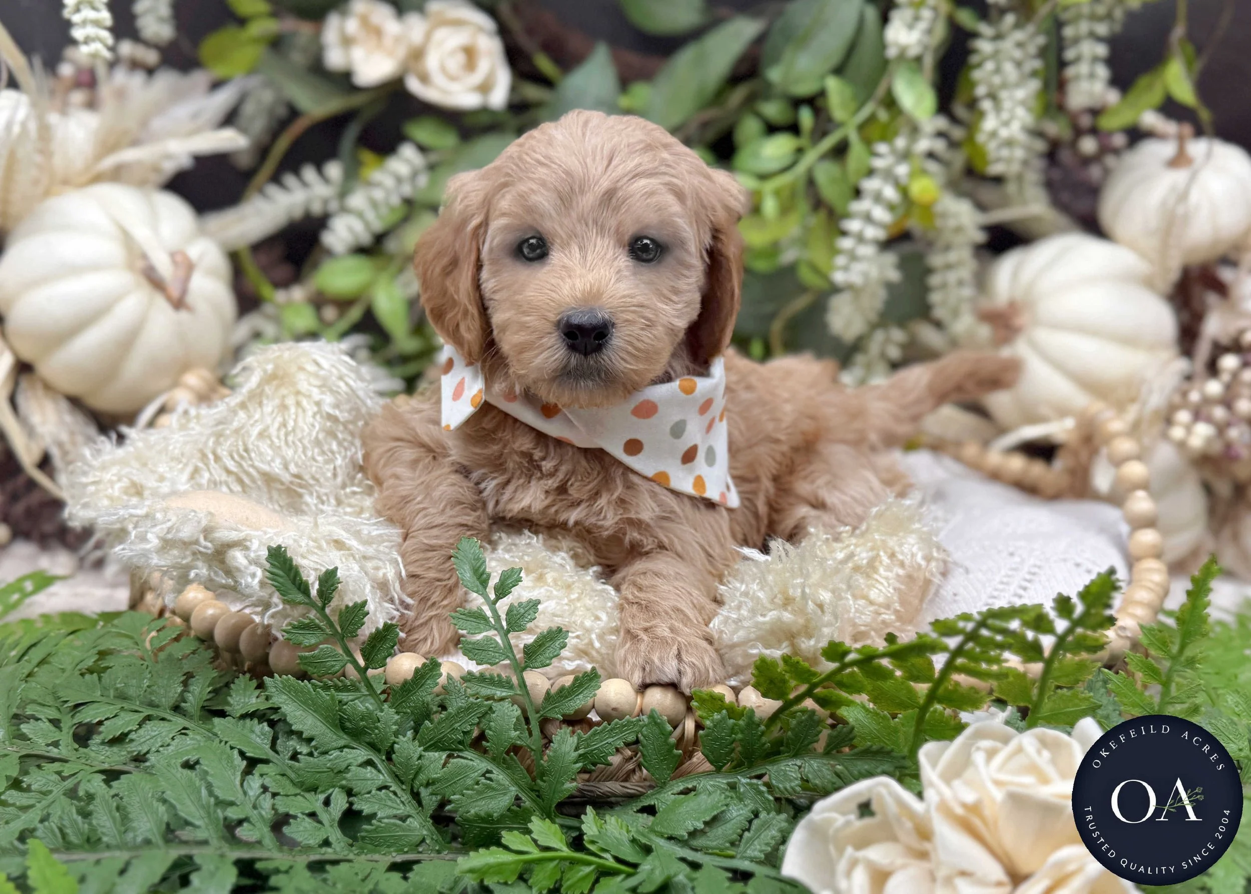 Apricot-F1b-Mini-English-Teddy-Bear-Goldendoodle-Puppy-For-Sale-Okefeild-Acres-Missouri