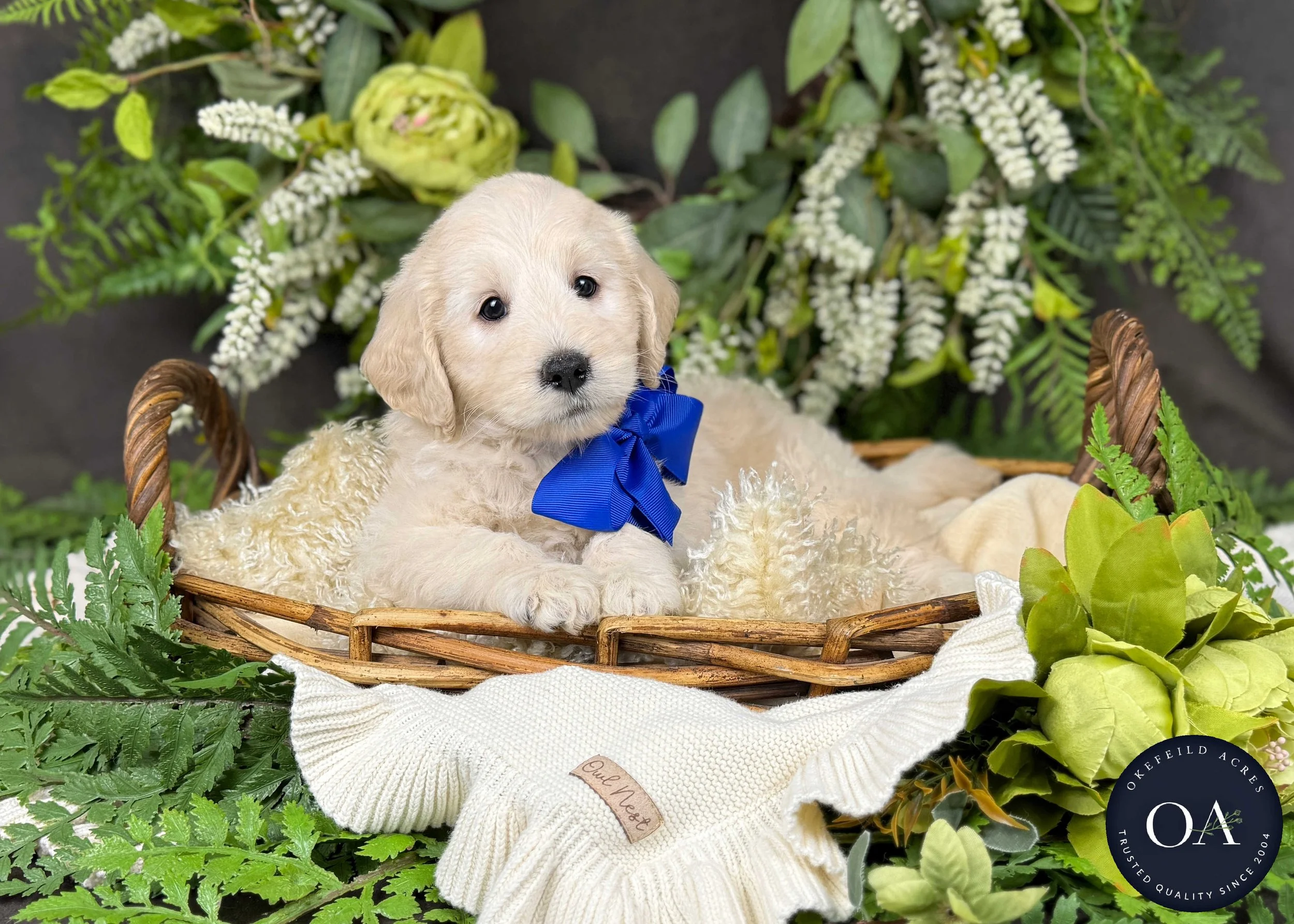 F2b Mini English Teddy Bear Goldendoodle PUppy For Sale Okefeild Acres Missouri