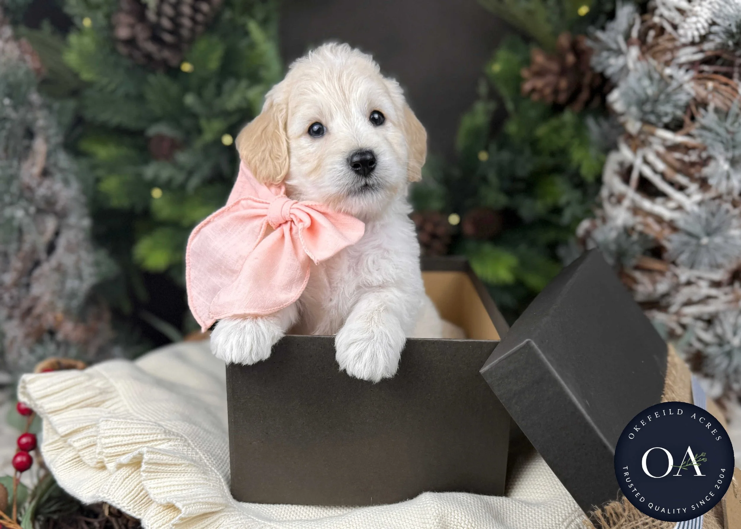 Olivia Cream Female F1b Toy Small English Teddy Bear Goldendoodle Puppy For Sale Okefeild Acres Missouri