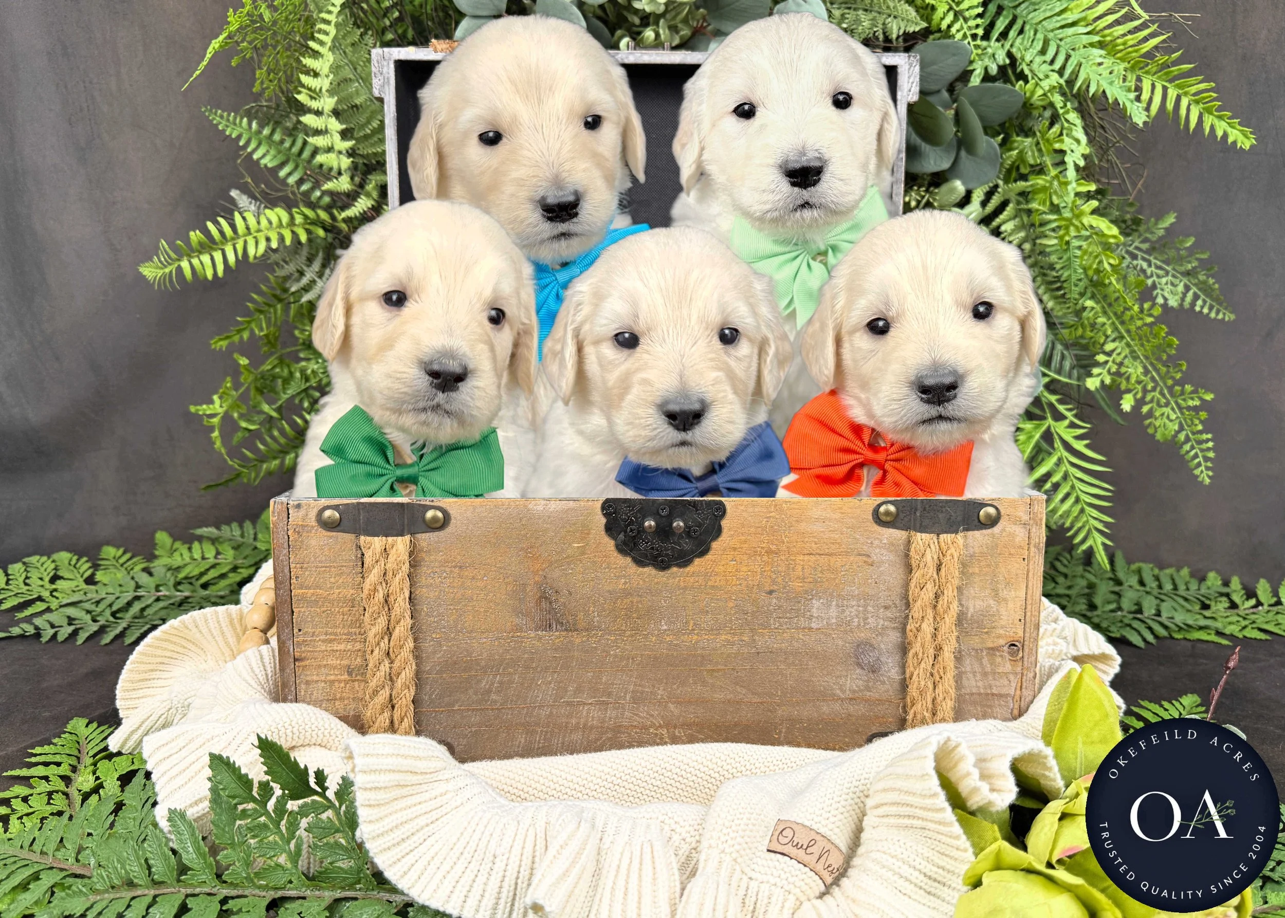 Cream Male F1 Standard English Teddy Bear Goldendoodle Puppies For Sale Okefeild Acres Missouri