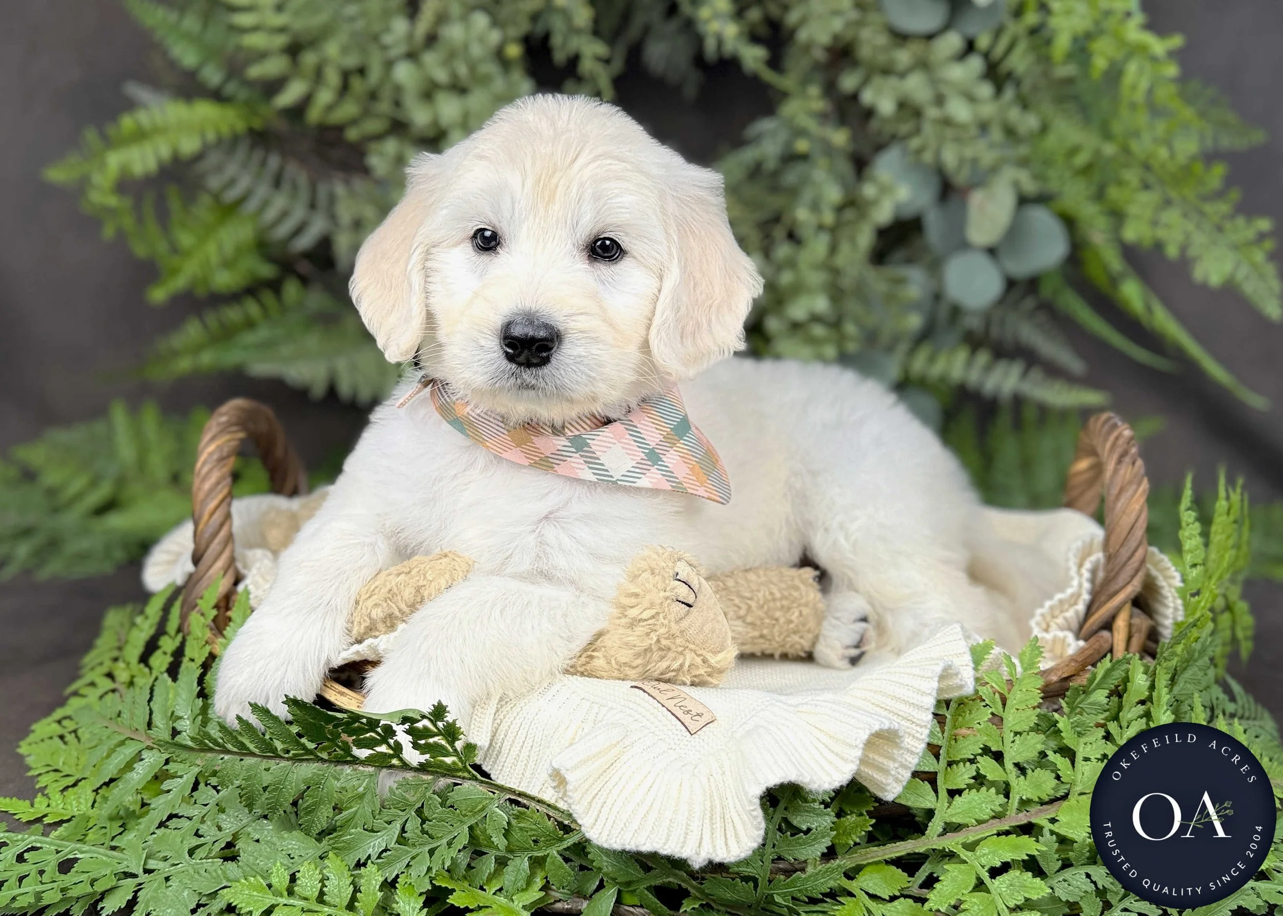 Kristin Cream Female F1 Standard English Teddy Bear Goldendoodle Puppy For Sale Okefeild Acres Missouri