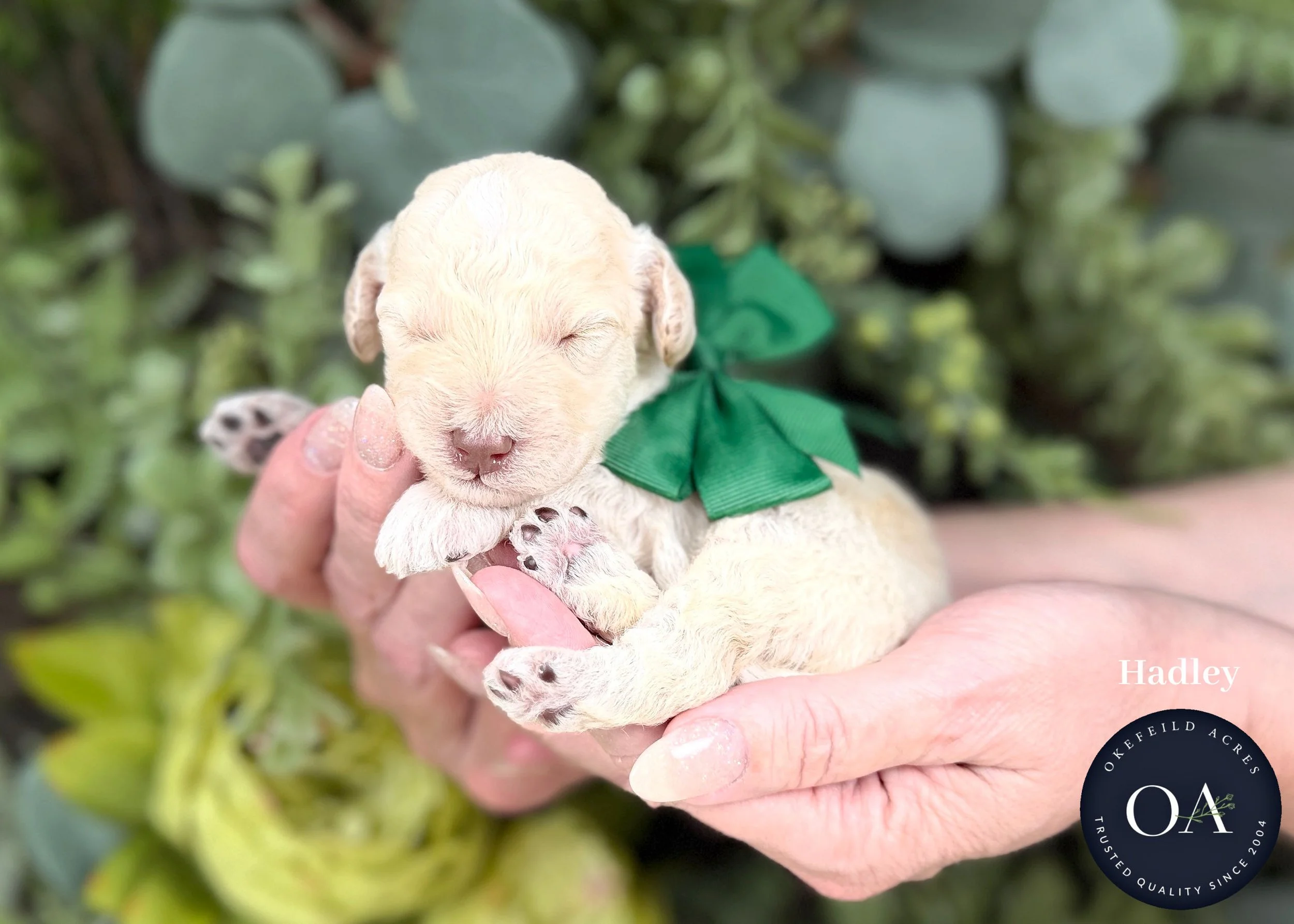 Cream Male F2b Small English Teddy Bear Goldendoodle Puppies For Sale Okefeild Acres Missouri