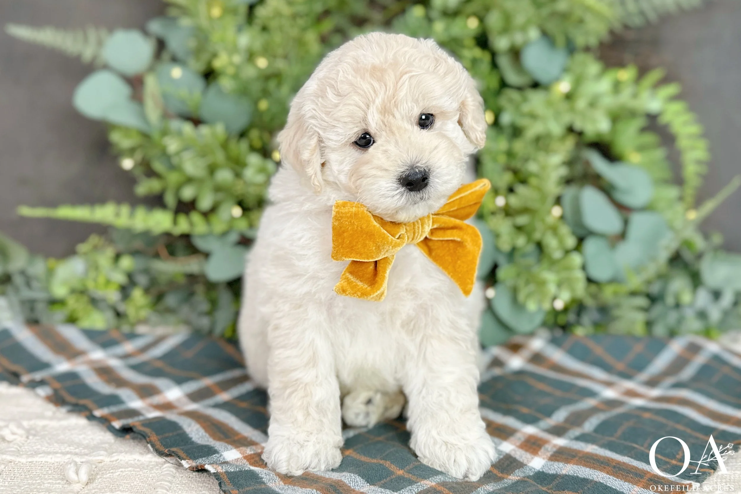 Cream F2b Mini English Teddy Bear Goldendoodle Puppies For Sale Okefeild Acres Missouri