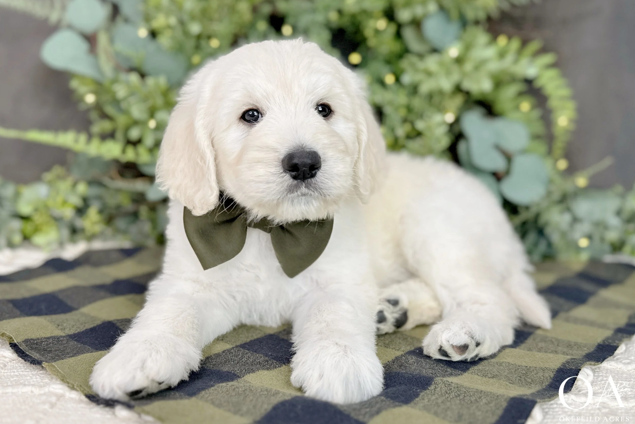 Cream F1 Standard English Teddy Bear Goldendoodle Puppies For Sale Okefeild Acres Missouri