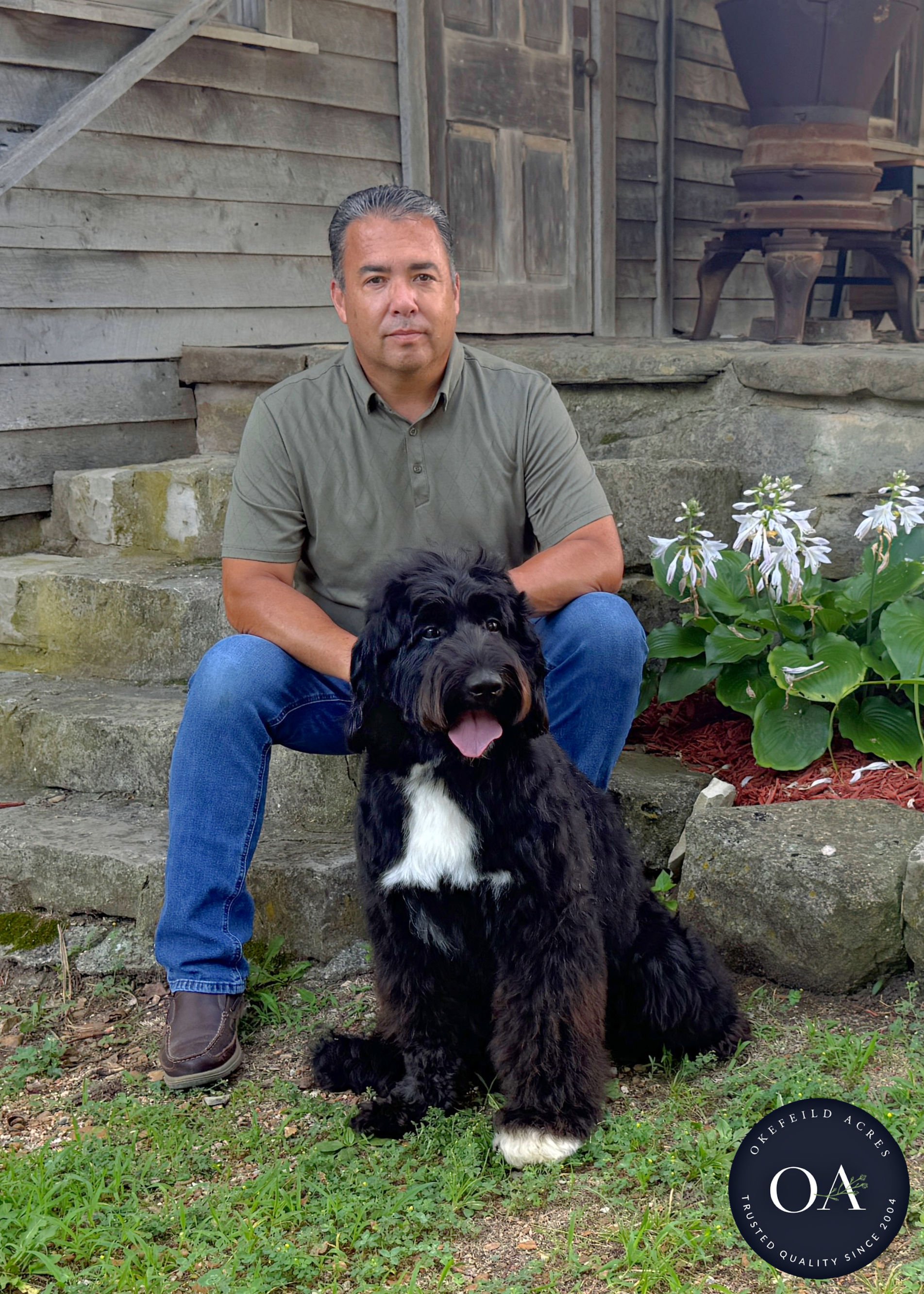 Caitlin-F1-Standard-English-Teddy-Bear-Goldendoodle-Dam-Okefeild-Acres-Missouri